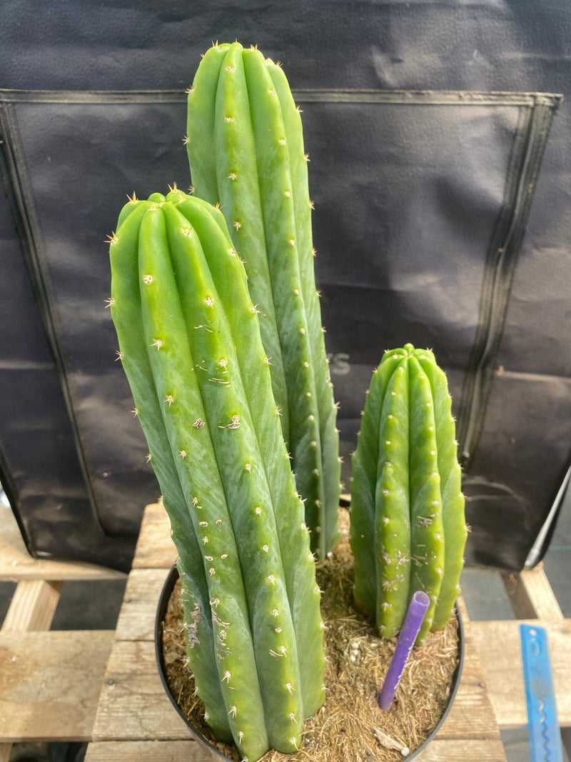 #EC172 EXACT Trichocereus Pachanoi PC San Pedro Cactus Specimen 13,12,8