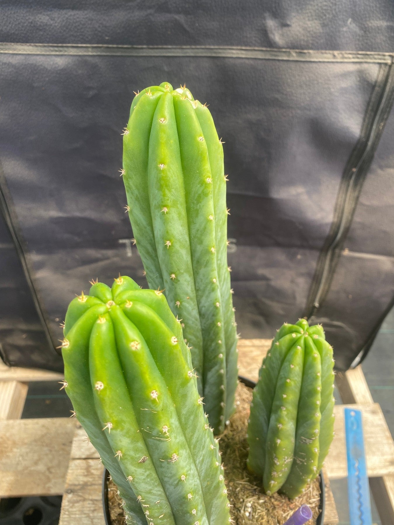 #EC172 EXACT Trichocereus Pachanoi PC San Pedro Cactus Specimen 13,12,8-Cactus - Large - Exact-The Succulent Source