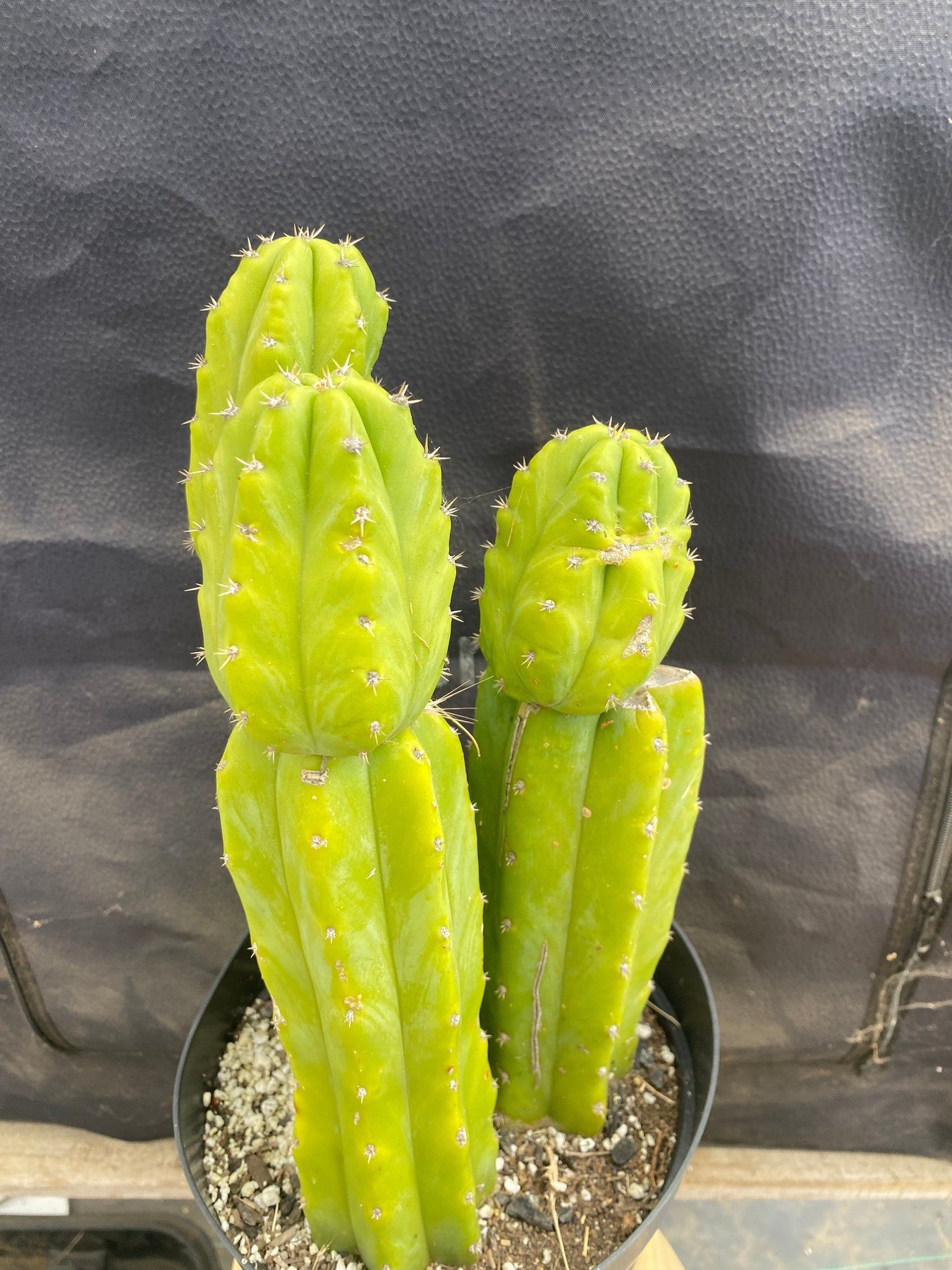 #EC172 EXACT Trichocereus Pachanoi PC San Pedro Cactus Specimen-Cactus - Large - Exact-The Succulent Source