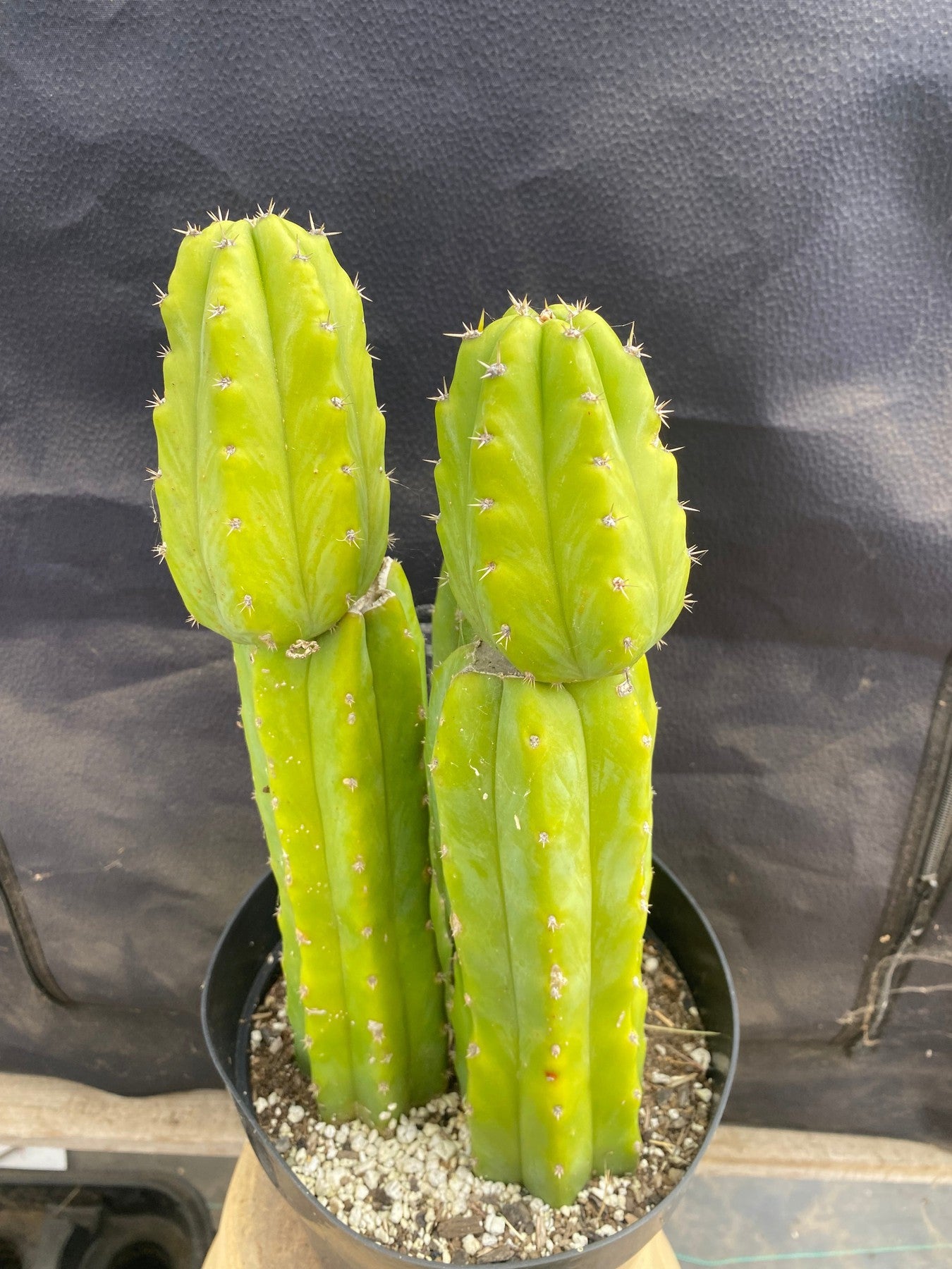 #EC172 EXACT Trichocereus Pachanoi PC San Pedro Cactus Specimen-Cactus - Large - Exact-The Succulent Source