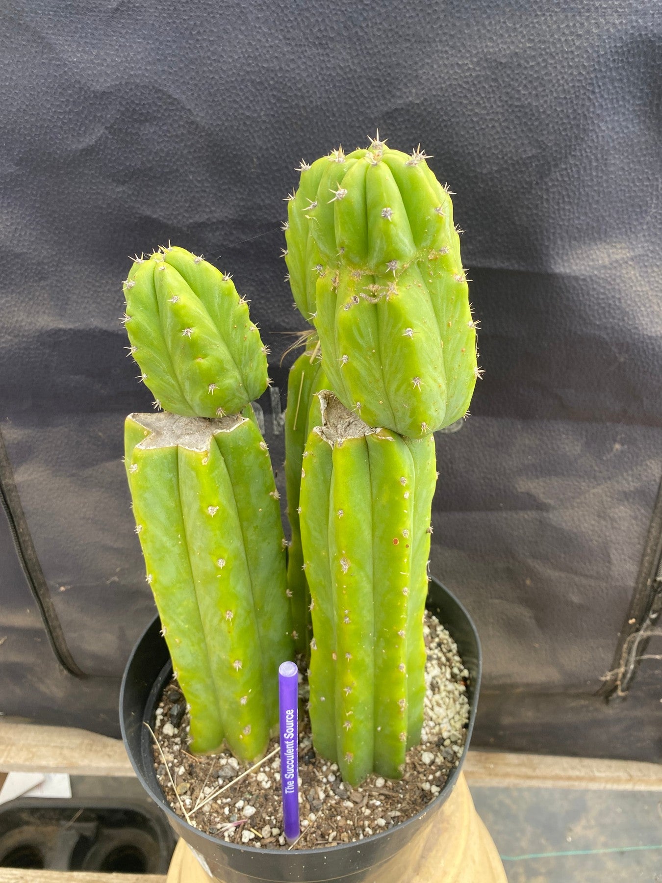 #EC172 EXACT Trichocereus Pachanoi PC San Pedro Cactus Specimen-Cactus - Large - Exact-The Succulent Source