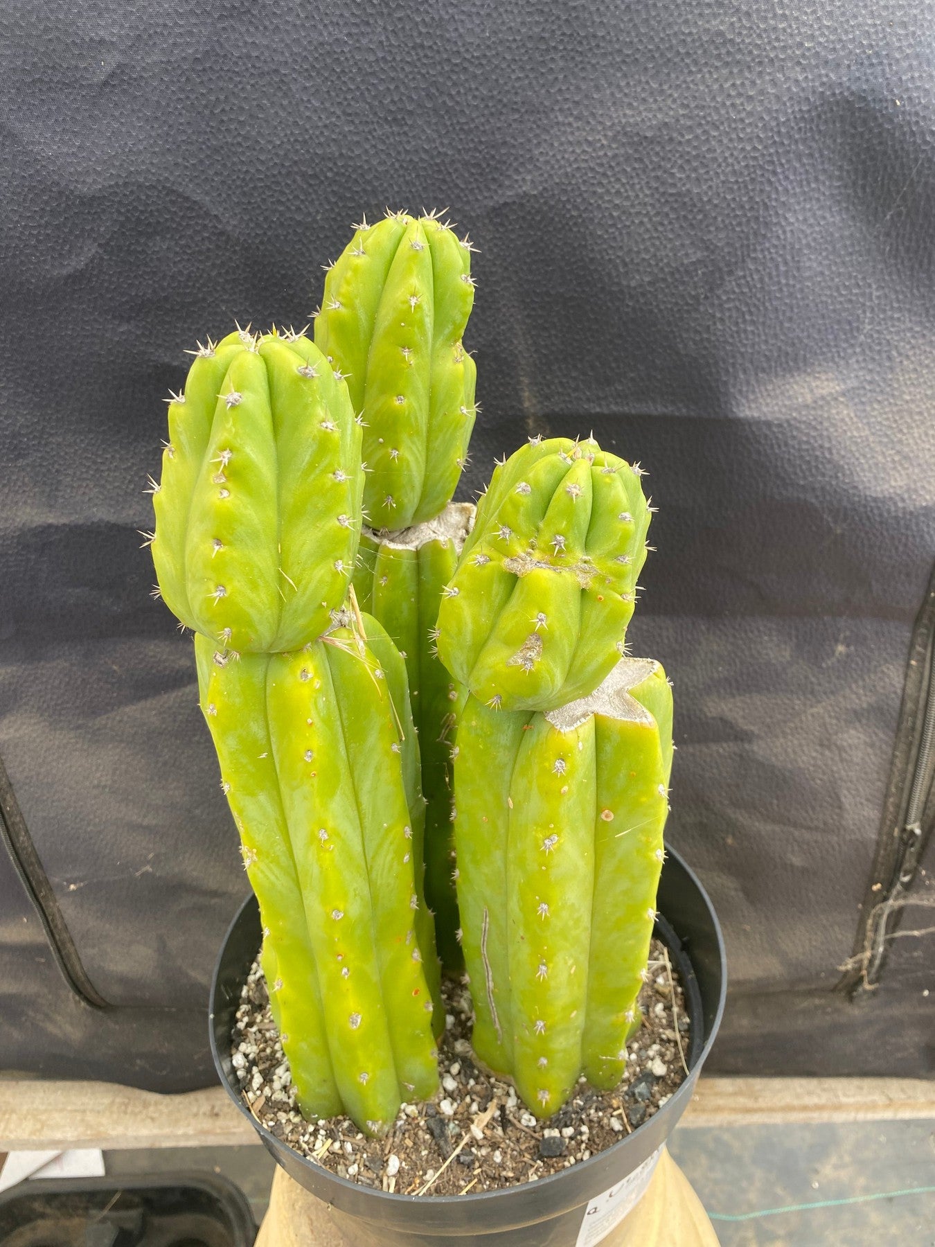 #EC172 EXACT Trichocereus Pachanoi PC San Pedro Cactus Specimen-Cactus - Large - Exact-The Succulent Source