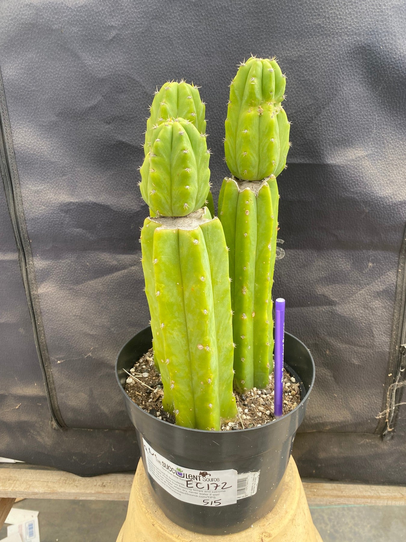 #EC172 EXACT Trichocereus Pachanoi PC San Pedro Cactus Specimen-Cactus - Large - Exact-The Succulent Source