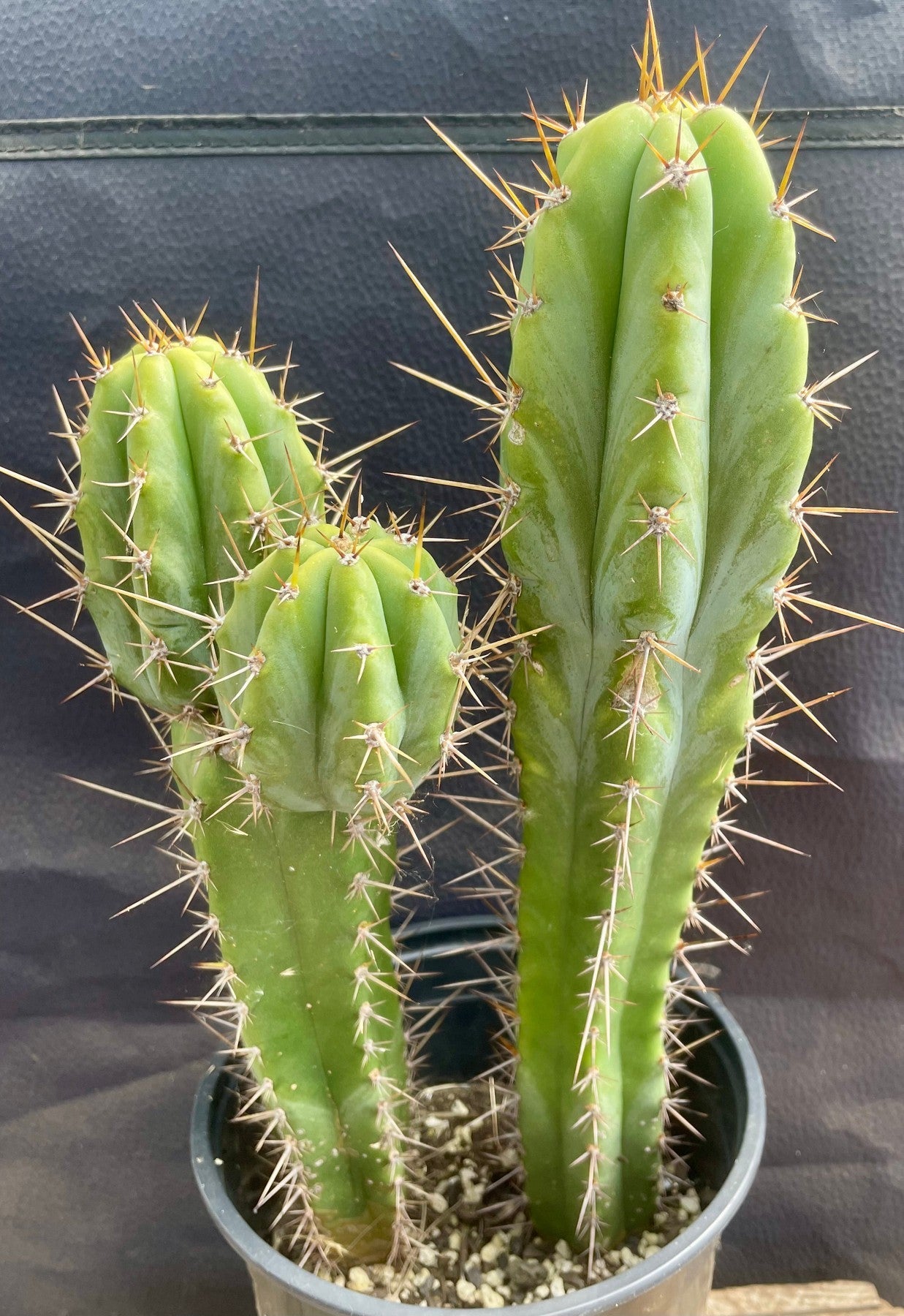 #EC173 EXACT Trichocereus Hybrid LumberJack X Macrogonus Ornamental Cactus 13”-Cactus - Large - Exact-The Succulent Source