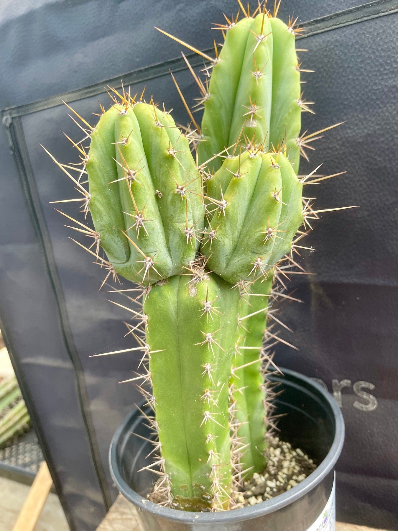 #EC173 EXACT Trichocereus Hybrid LumberJack X Macrogonus Ornamental Cactus 13”-Cactus - Large - Exact-The Succulent Source