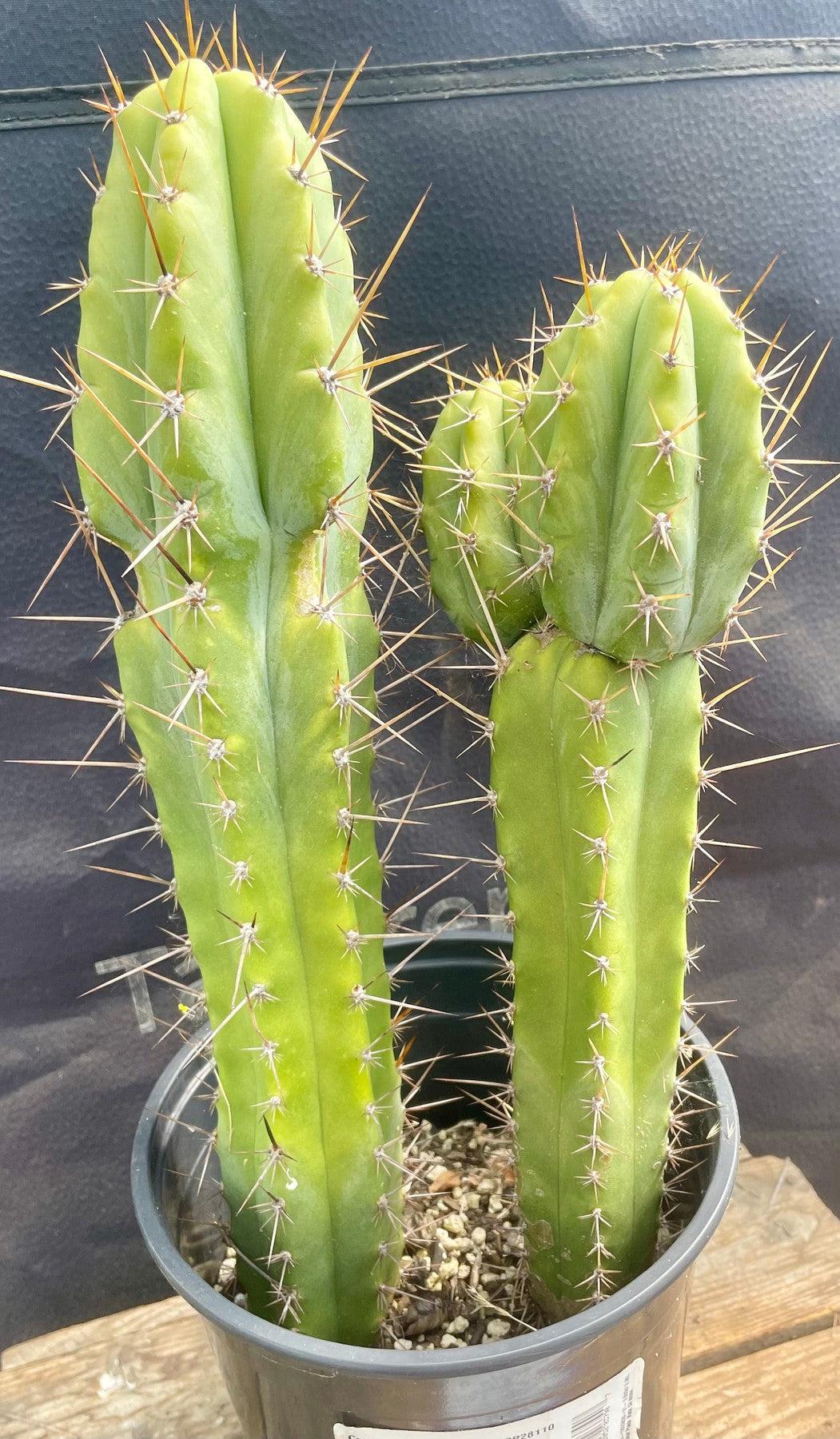 #EC173 EXACT Trichocereus Hybrid LumberJack X Macrogonus Ornamental Cactus 13”-Cactus - Large - Exact-The Succulent Source