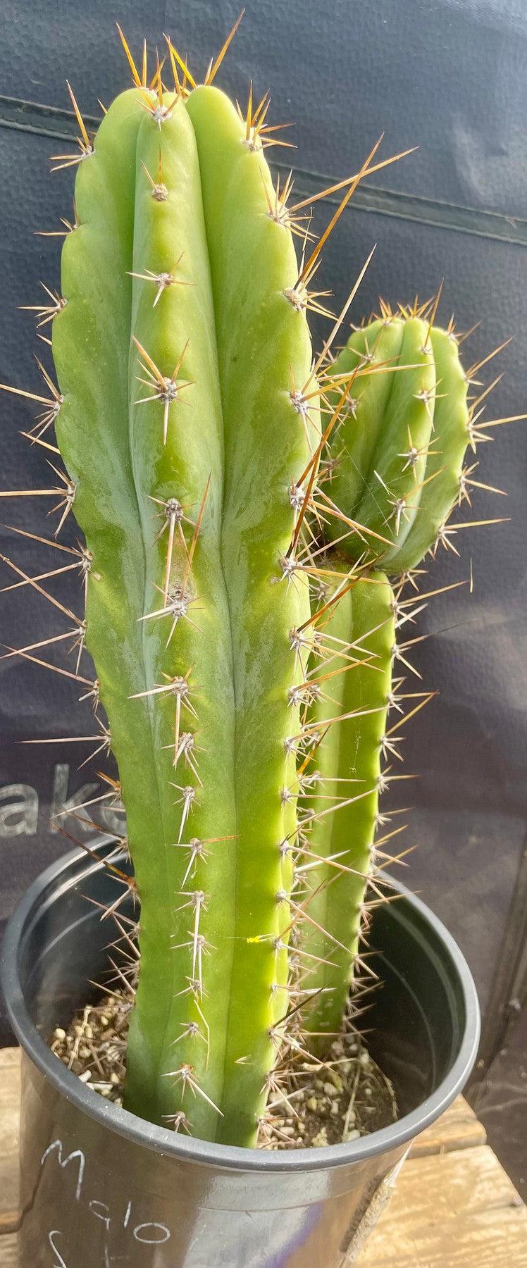 #EC173 EXACT Trichocereus Hybrid LumberJack X Macrogonus Ornamental Cactus 13”-Cactus - Large - Exact-The Succulent Source