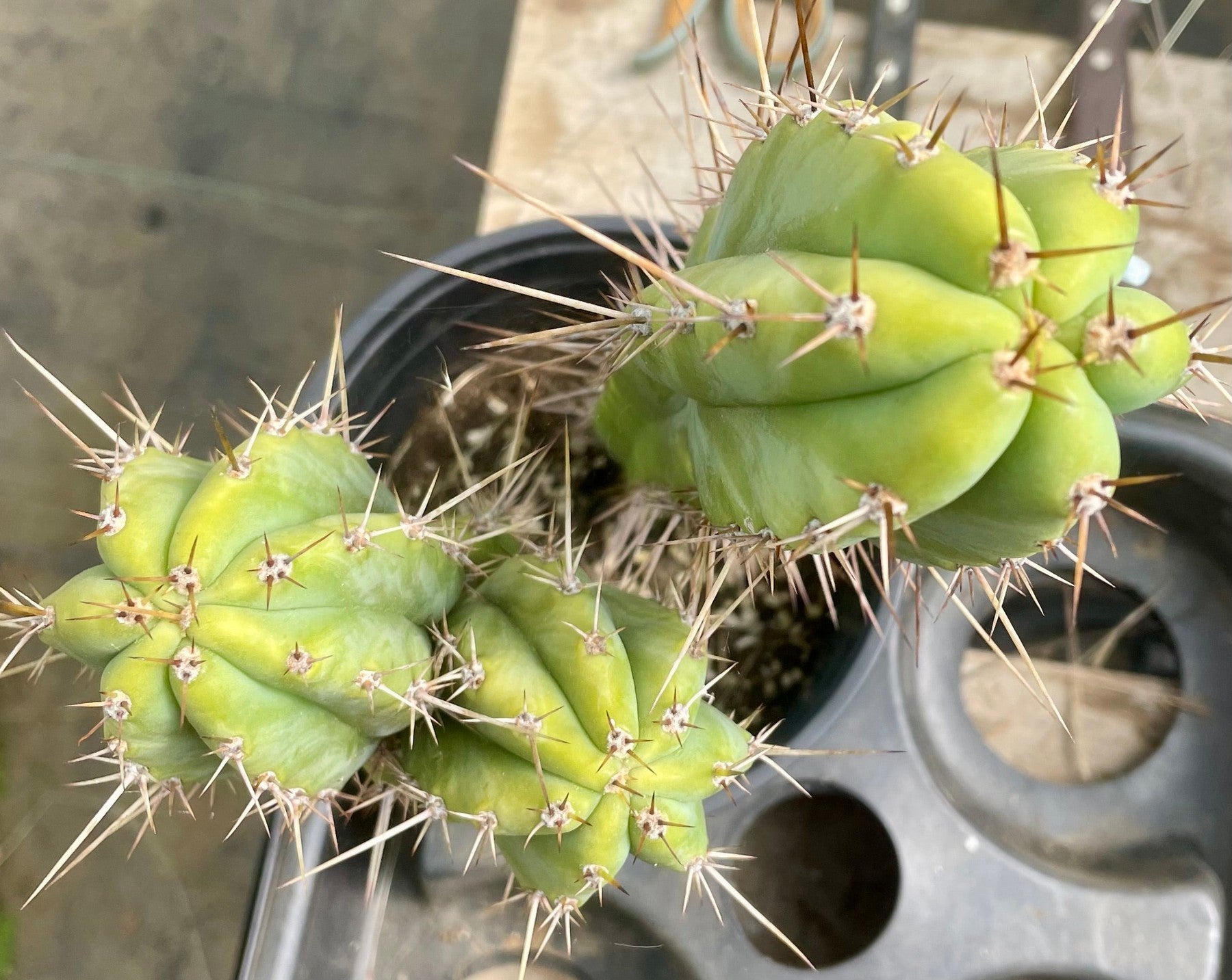 #EC173 EXACT Trichocereus Hybrid LumberJack X Macrogonus Ornamental Cactus 13”-Cactus - Large - Exact-The Succulent Source