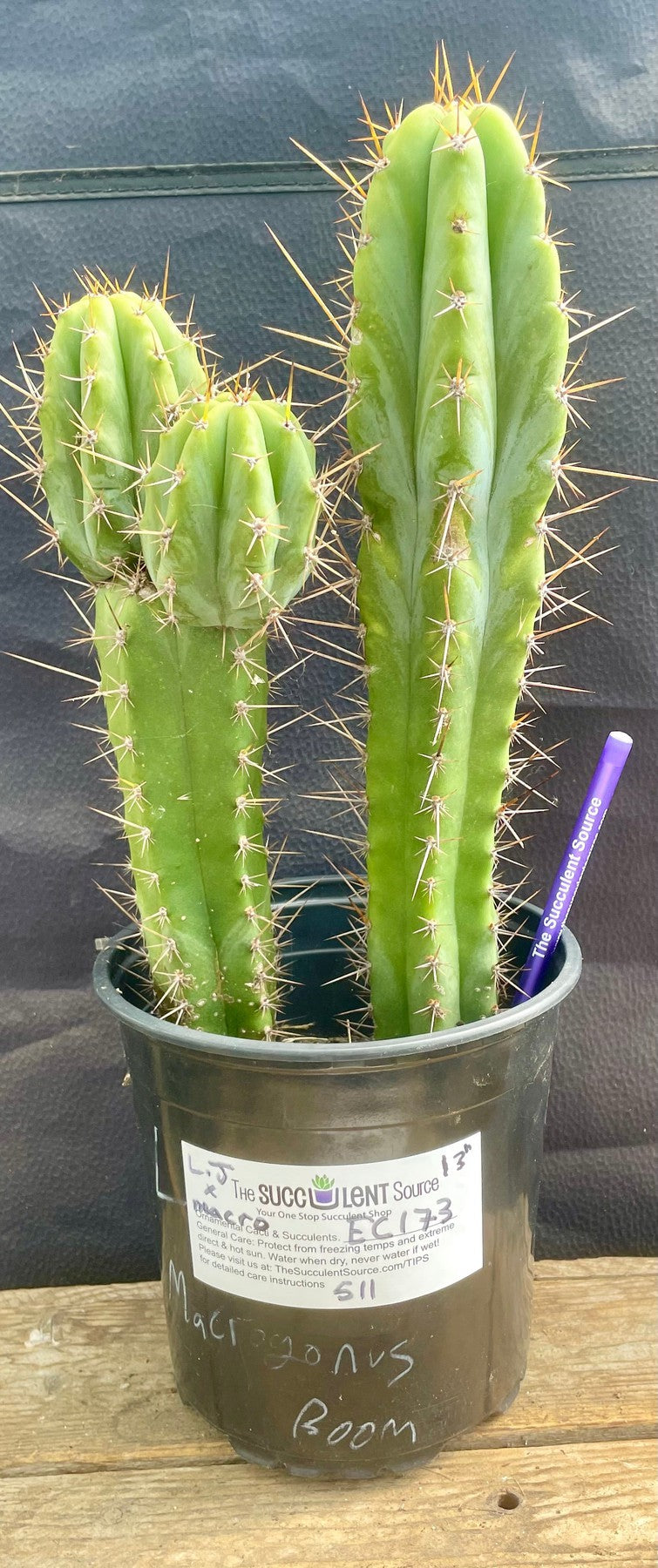 #EC173 EXACT Trichocereus Hybrid LumberJack X Macrogonus Ornamental Cactus 13”-Cactus - Large - Exact-The Succulent Source