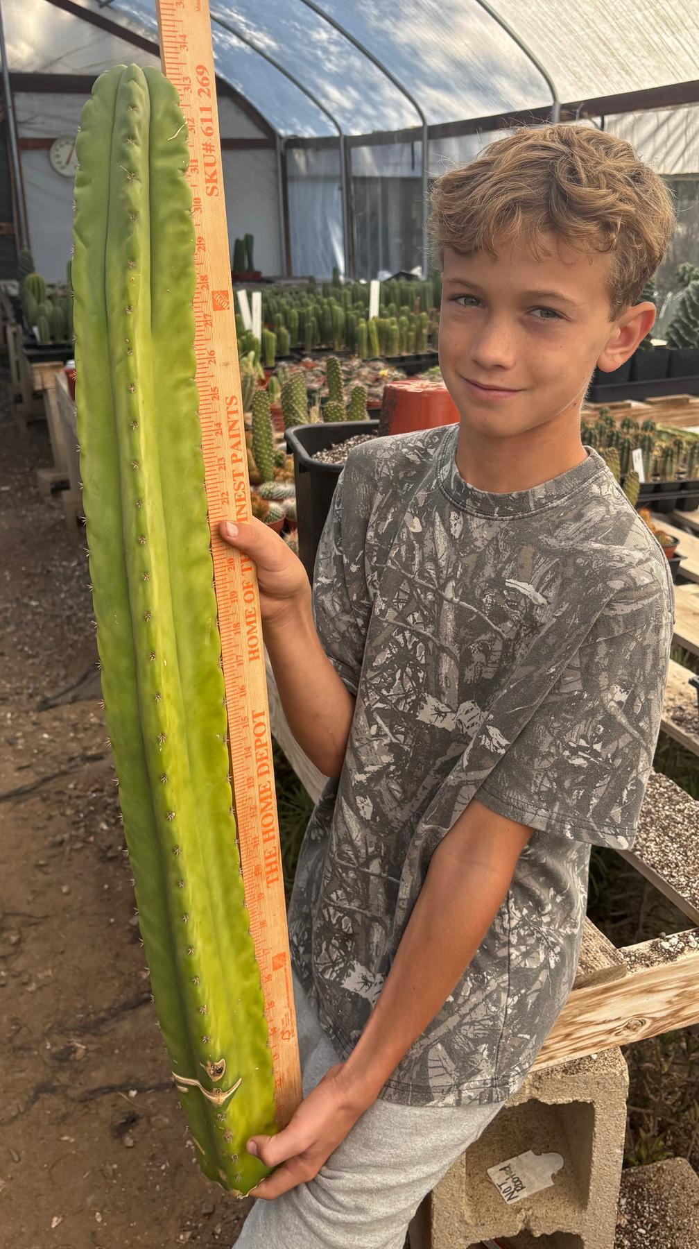 #EC173 EXACT Trichocereus “SCG16” Long Cutting 32”-Cactus - Large - Exact-The Succulent Source