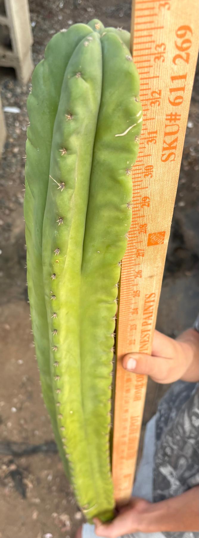 #EC173 EXACT Trichocereus “SCG16” Long Cutting 32”-Cactus - Large - Exact-The Succulent Source