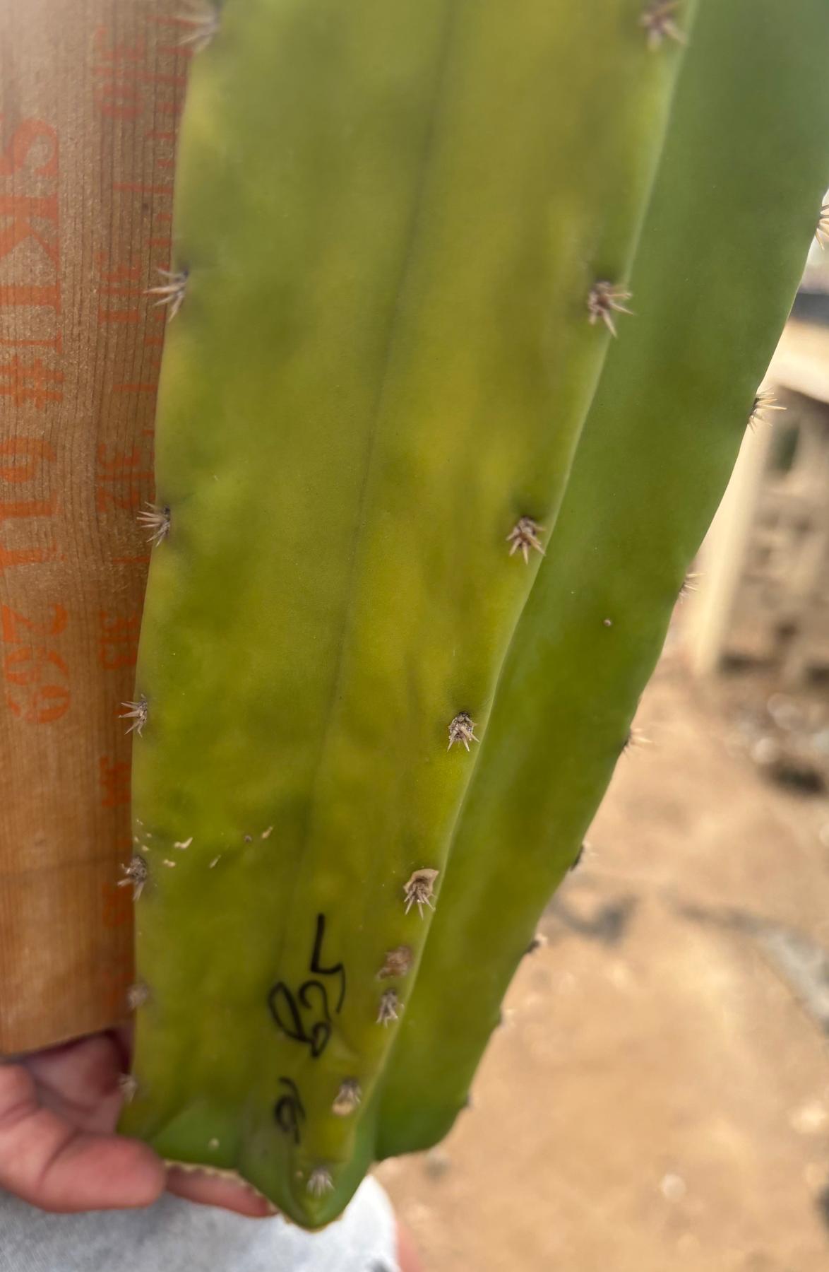 #EC173 EXACT Trichocereus “SCG16” Long Cutting 32”-Cactus - Large - Exact-The Succulent Source