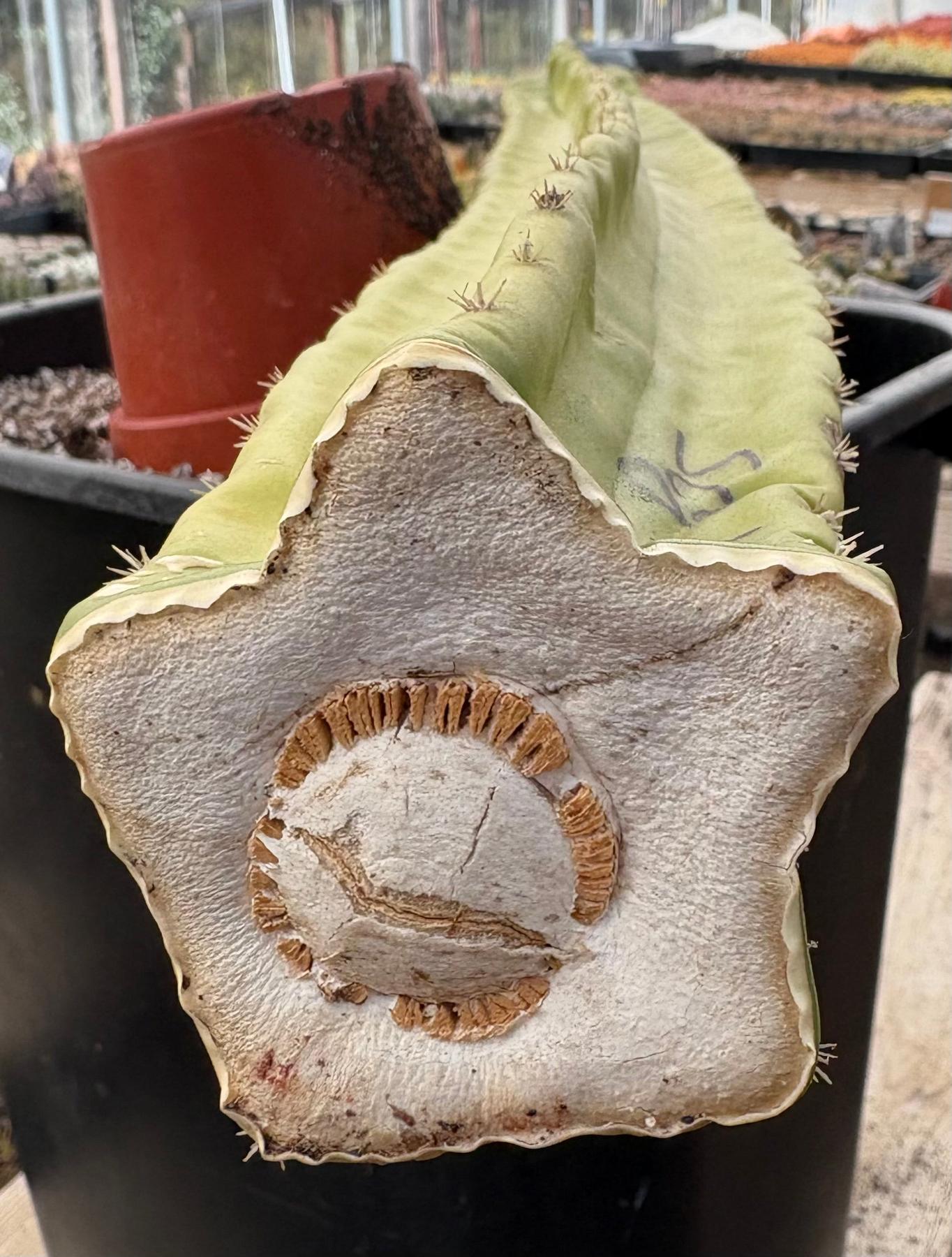 #EC173 EXACT Trichocereus “SCG16” Long Cutting 32”-Cactus - Large - Exact-The Succulent Source