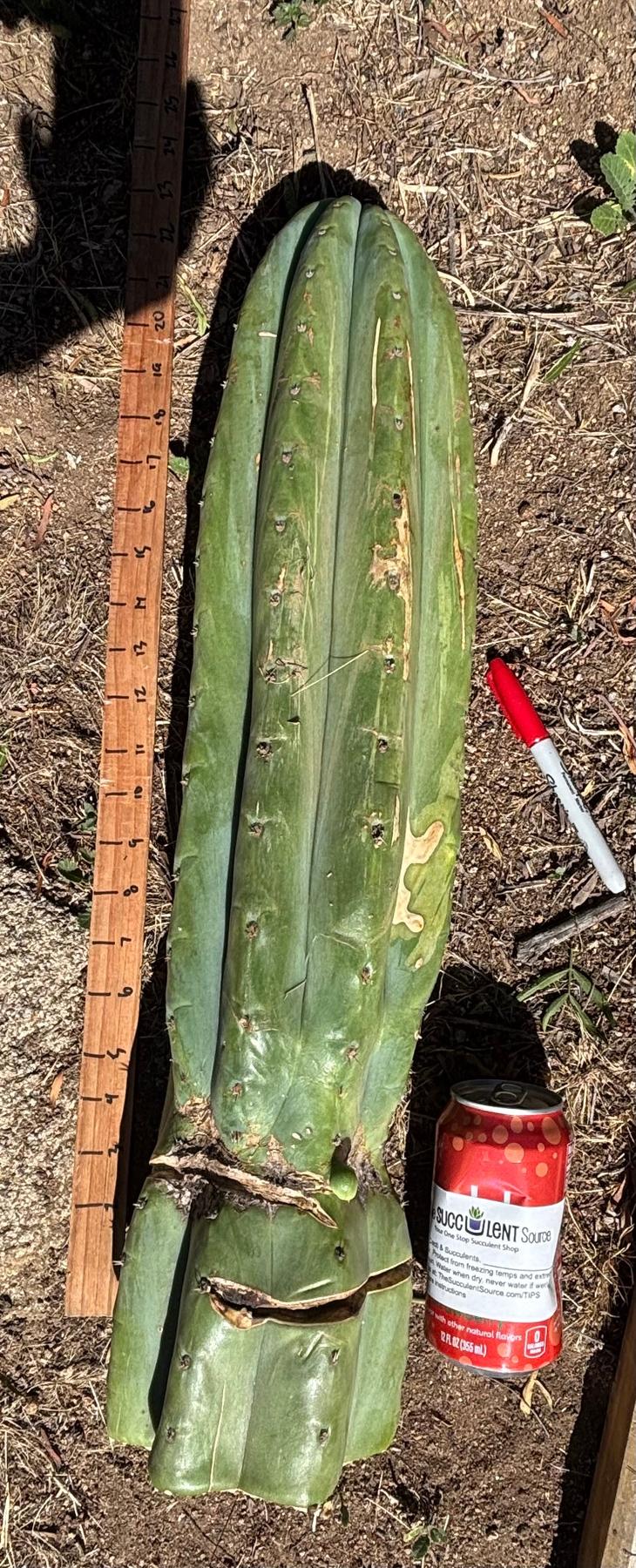#EC173 EXACT Trichocereus “SCG16” Long Cutting 28”-Cactus - Large - Exact-The Succulent Source