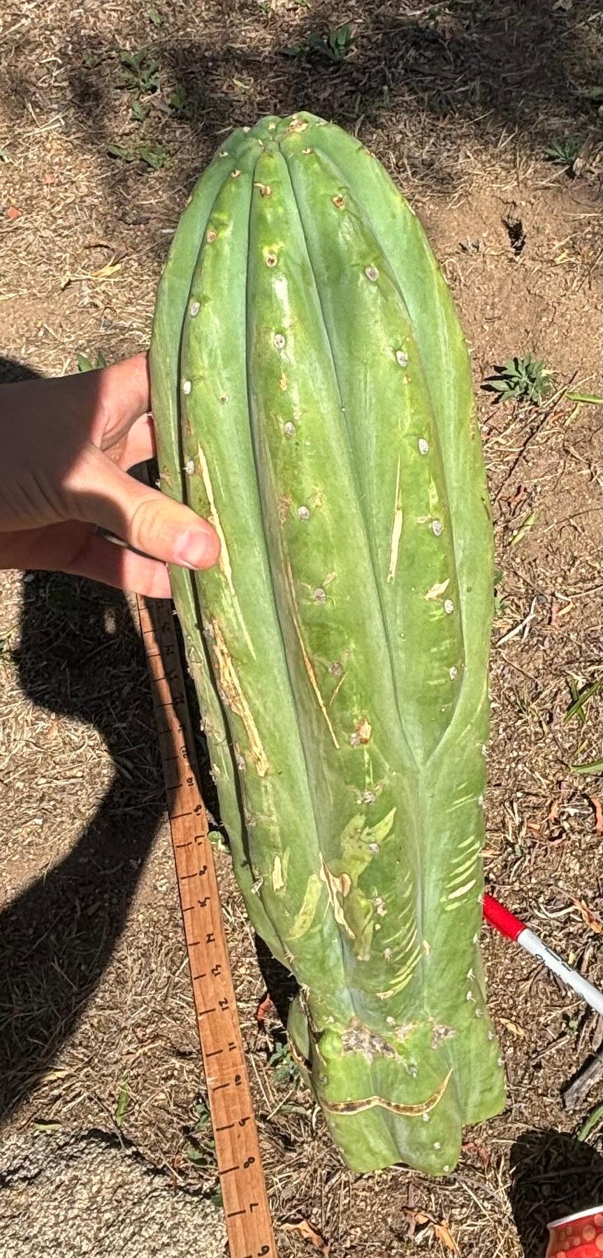 #EC173 EXACT Trichocereus “SCG16” Long Cutting 28”-Cactus - Large - Exact-The Succulent Source