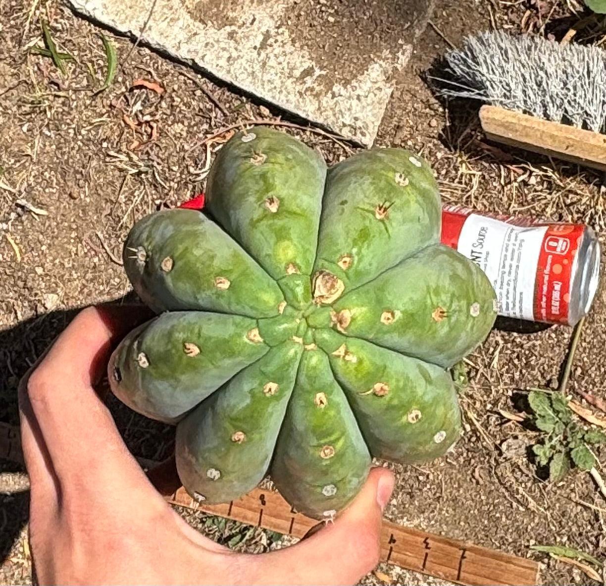 #EC173 EXACT Trichocereus “SCG16” Long Cutting 28”-Cactus - Large - Exact-The Succulent Source