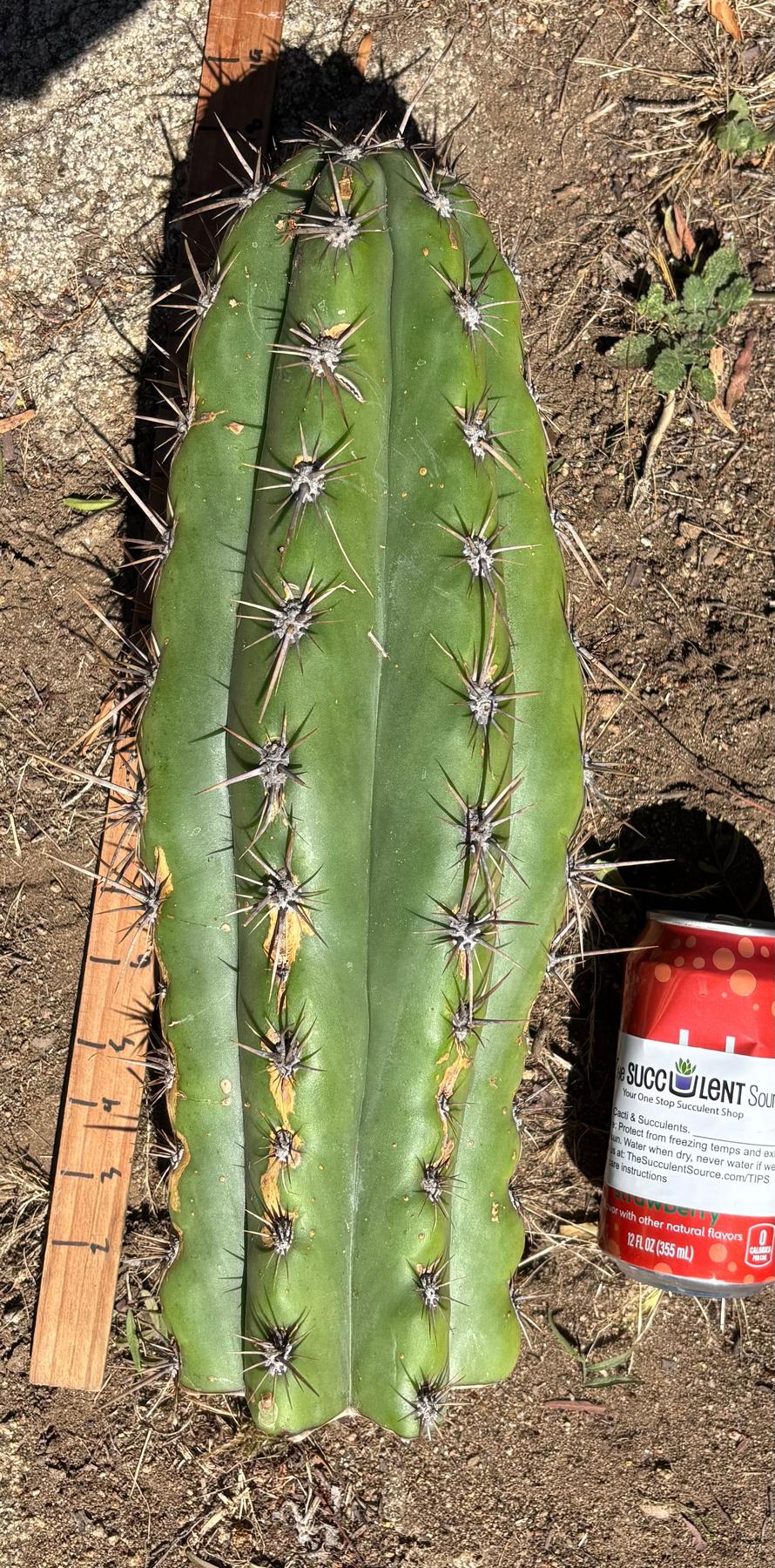 #EC173 EXACT Trichocereus “SCG16” Long Cutting 28”-Cactus - Large - Exact-The Succulent Source