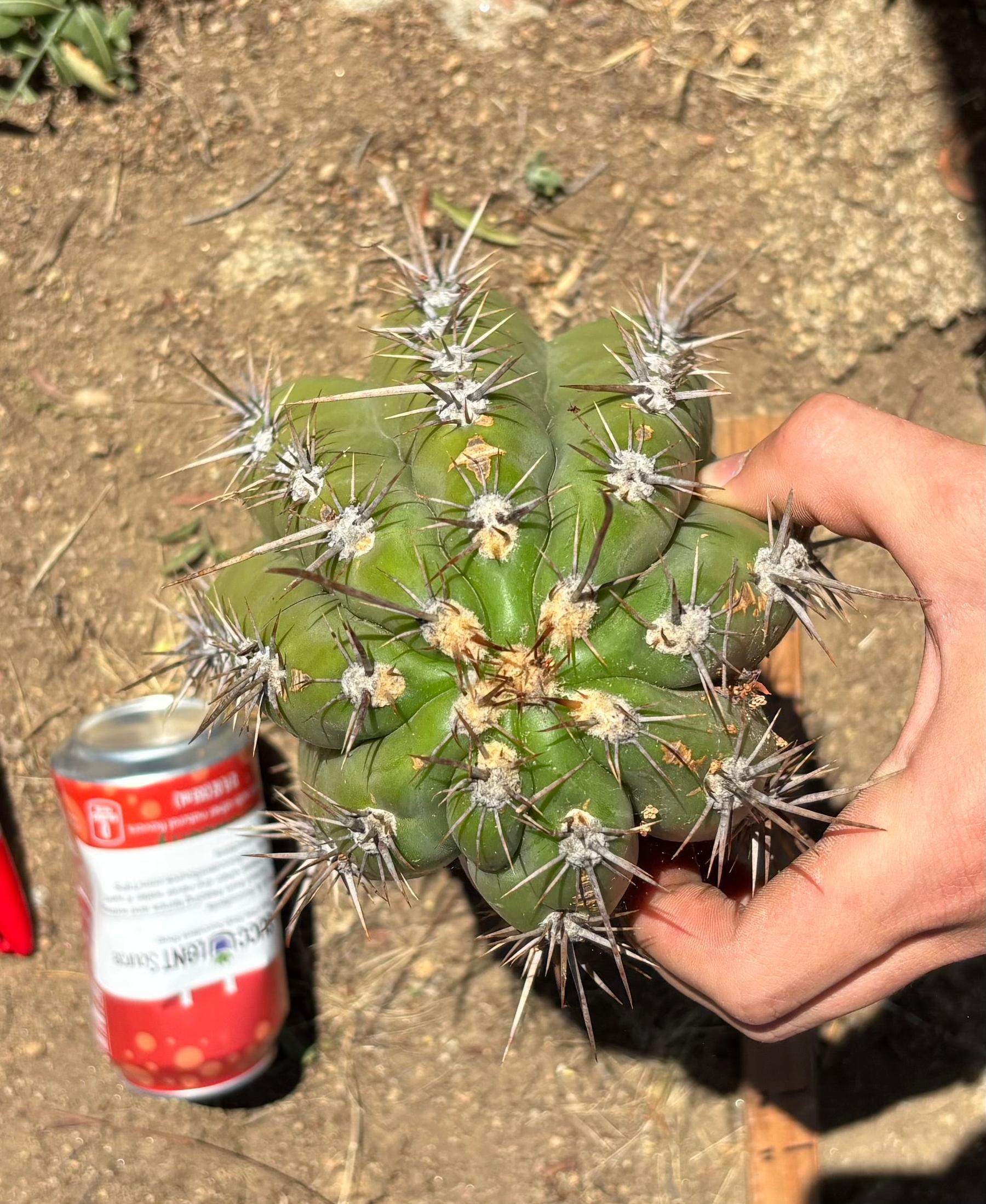 #EC173 EXACT Trichocereus “SCG16” Long Cutting 28”-Cactus - Large - Exact-The Succulent Source
