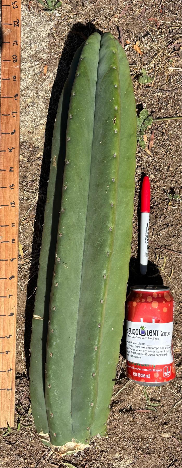 #EC173 EXACT Trichocereus “SCG16” Long Cutting 28”-Cactus - Large - Exact-The Succulent Source