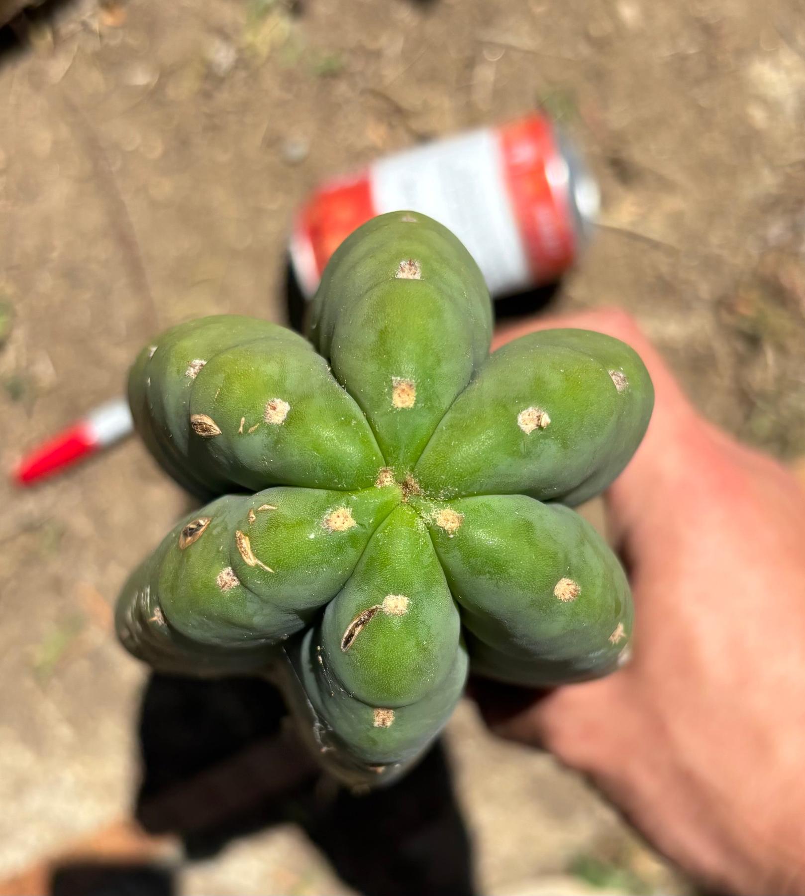 #EC173 EXACT Trichocereus “SCG16” Long Cutting 28”-Cactus - Large - Exact-The Succulent Source