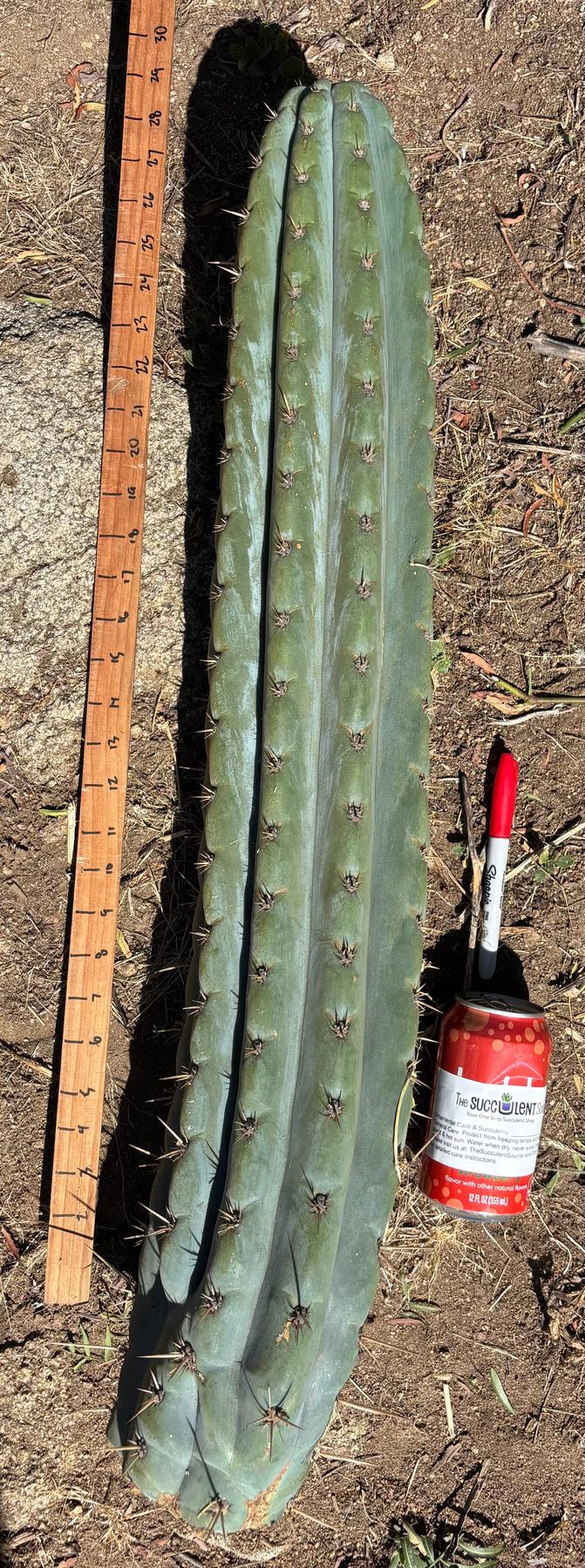 #EC173 EXACT Trichocereus “SCG16” Long Cutting 28”-Cactus - Large - Exact-The Succulent Source