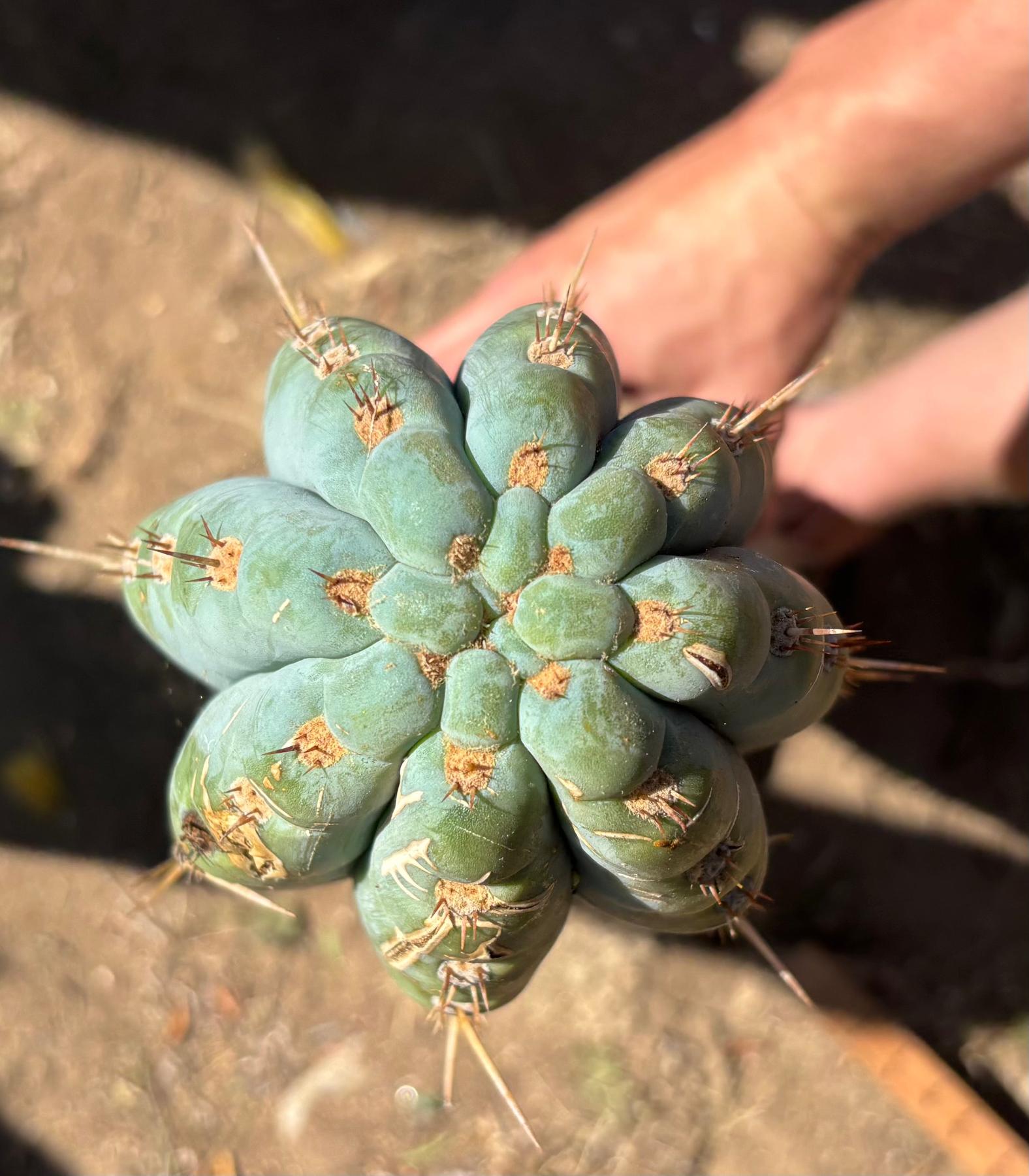 #EC173 EXACT Trichocereus “SCG16” Long Cutting 28”-Cactus - Large - Exact-The Succulent Source