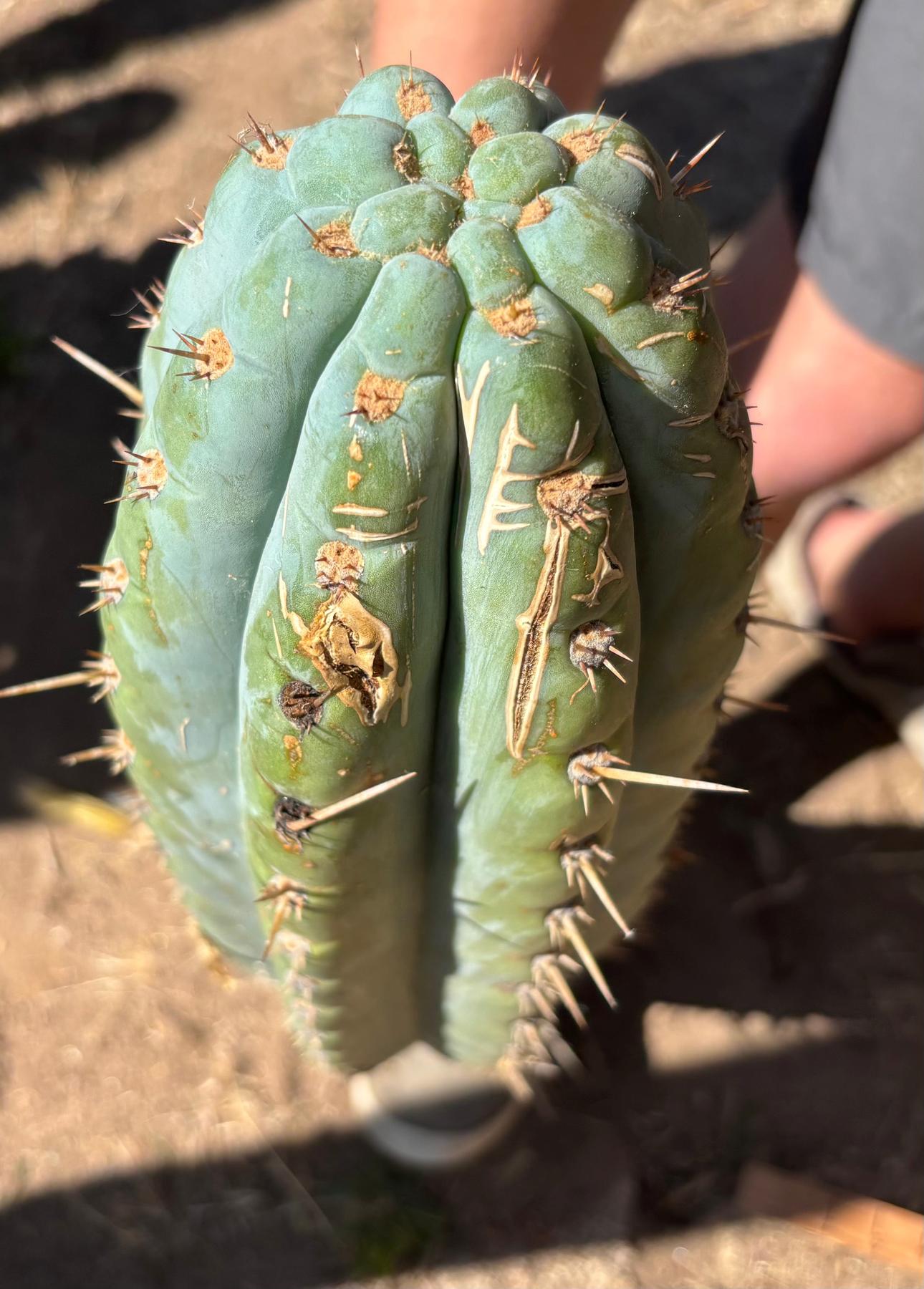 #EC173 EXACT Trichocereus “SCG16” Long Cutting 28”-Cactus - Large - Exact-The Succulent Source