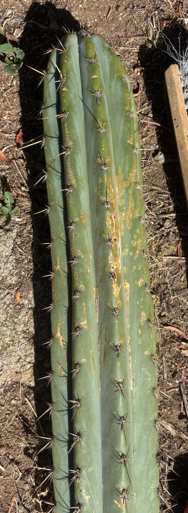#EC173 EXACT Trichocereus “SCG16” Long Cutting 28”-Cactus - Large - Exact-The Succulent Source