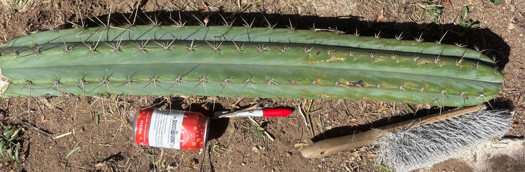 #EC173 EXACT Trichocereus “SCG16” Long Cutting 28”-Cactus - Large - Exact-The Succulent Source