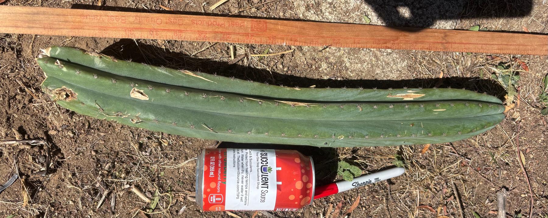 #EC173 EXACT Trichocereus “SCG16” Long Cutting 28”-Cactus - Large - Exact-The Succulent Source