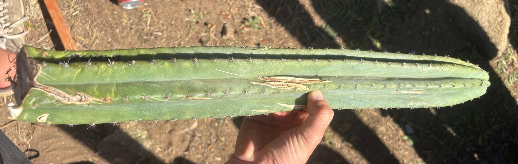 #EC173 EXACT Trichocereus “SCG16” Long Cutting 28”-Cactus - Large - Exact-The Succulent Source