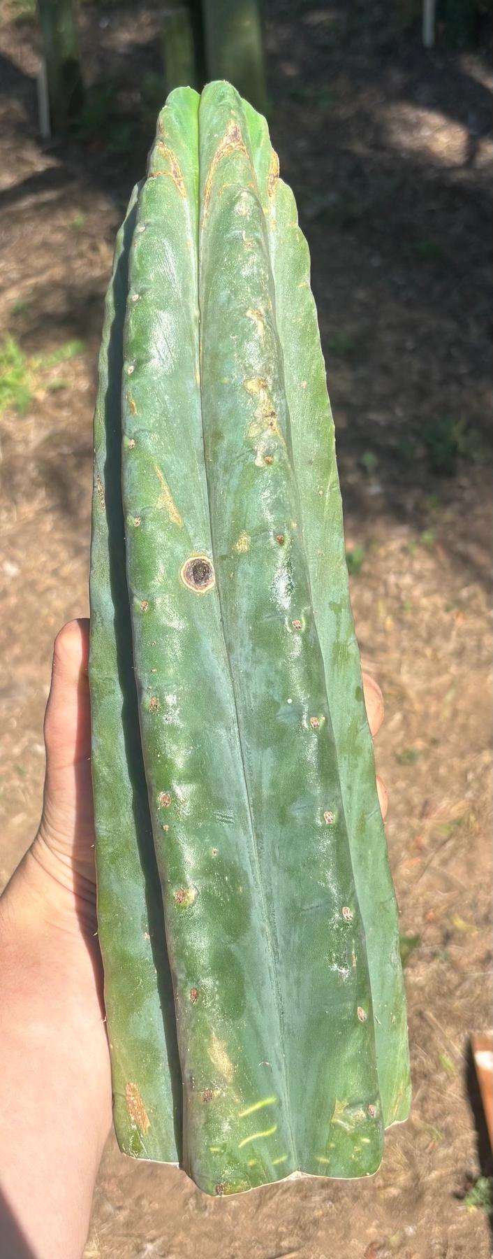 #EC173 EXACT Trichocereus “SCG16” Long Cutting 28”-Cactus - Large - Exact-The Succulent Source