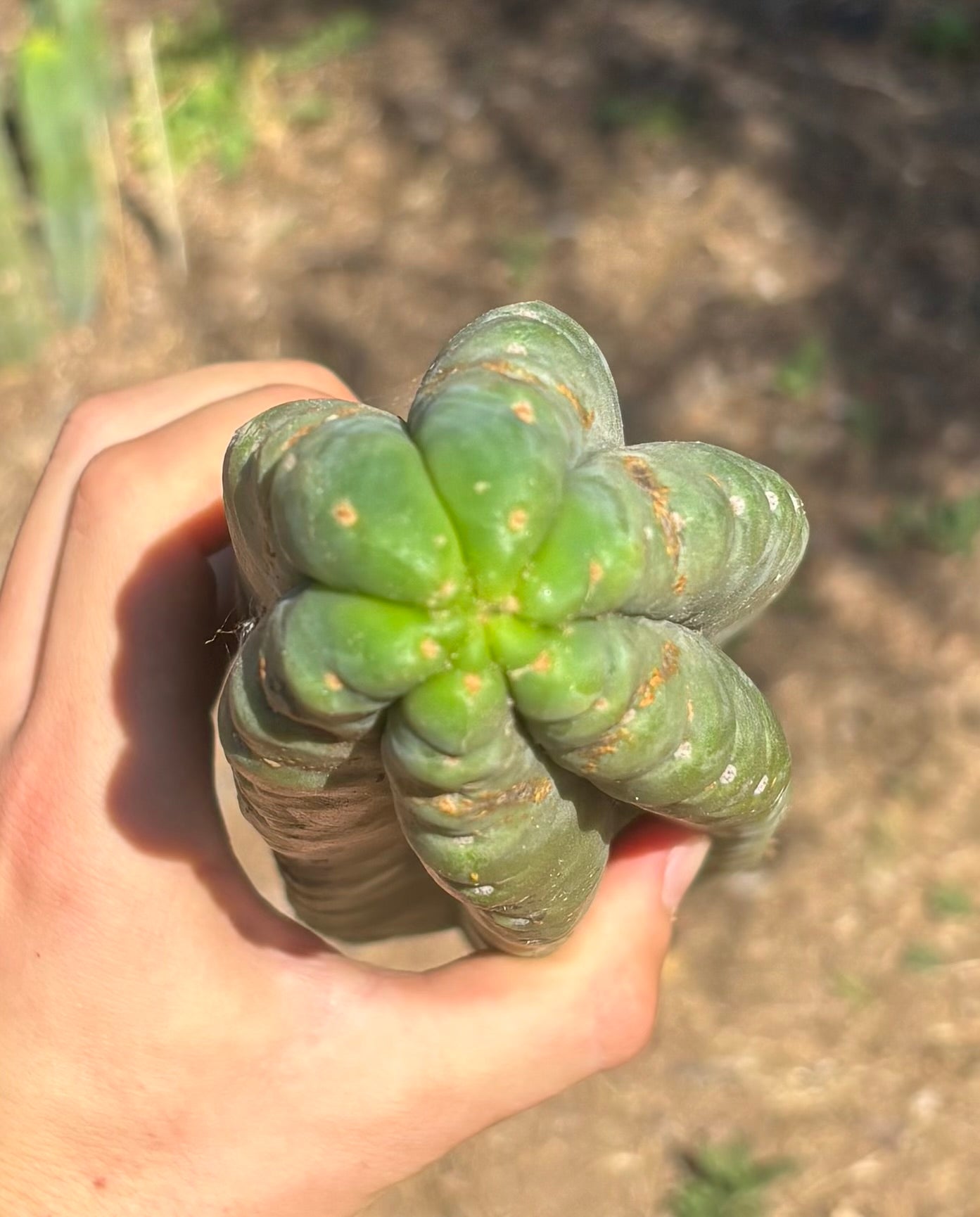 #EC173 EXACT Trichocereus “SCG16” Long Cutting 28”-Cactus - Large - Exact-The Succulent Source