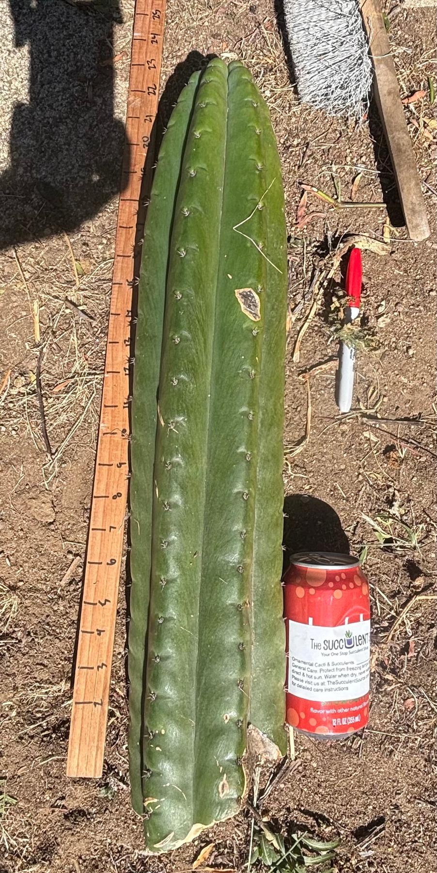 #EC173 EXACT Trichocereus “SCG16” Long Cutting 28”-Cactus - Large - Exact-The Succulent Source