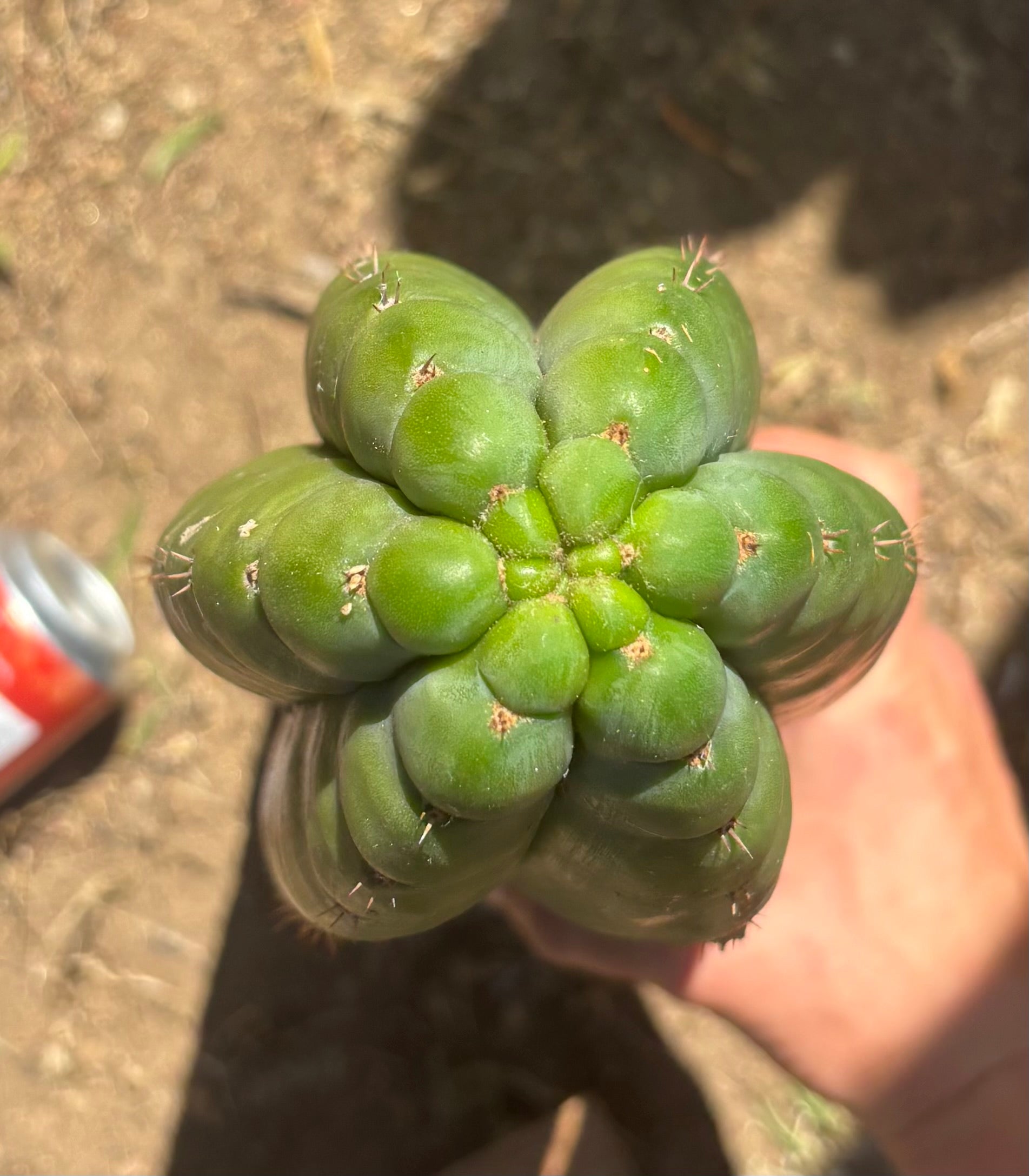 #EC173 EXACT Trichocereus “SCG16” Long Cutting 28”-Cactus - Large - Exact-The Succulent Source