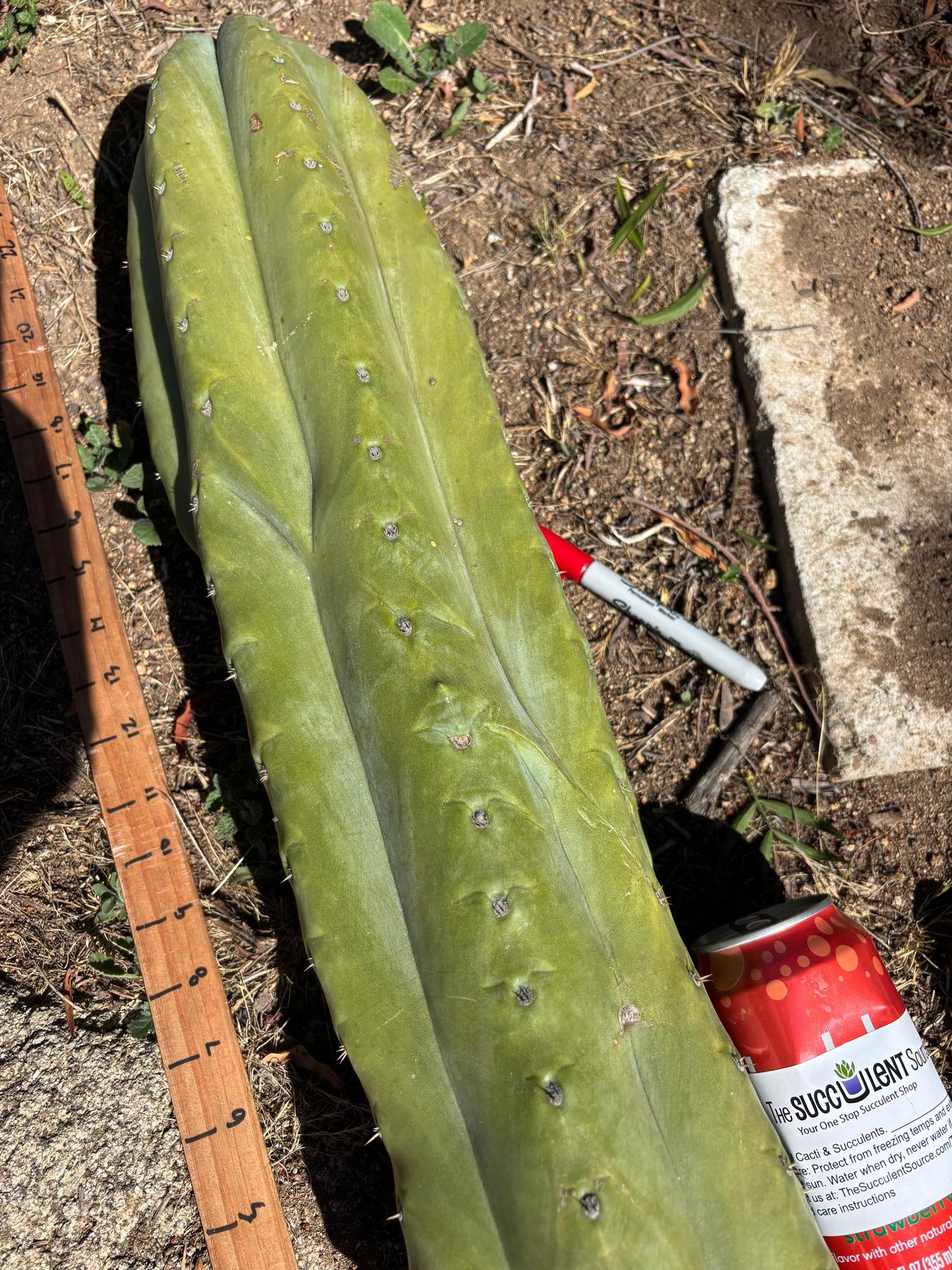 #EC173 EXACT Trichocereus “SCG16” Long Cutting 28”-Cactus - Large - Exact-The Succulent Source