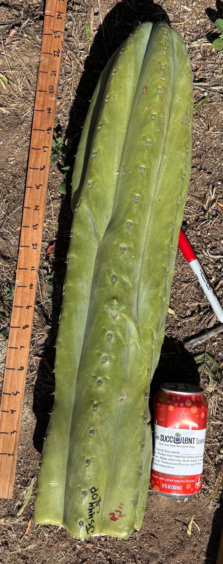 #EC173 EXACT Trichocereus “SCG16” Long Cutting 28”-Cactus - Large - Exact-The Succulent Source