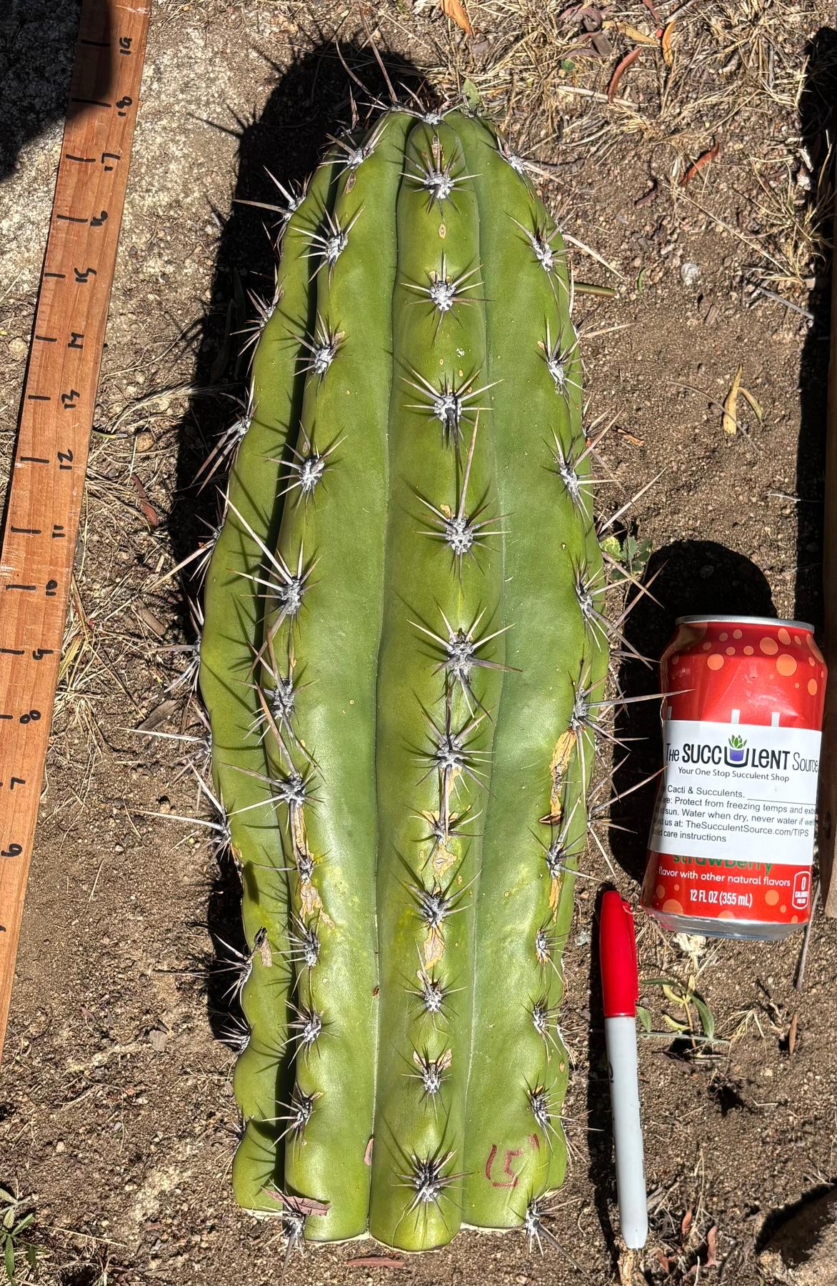 #EC173 EXACT Trichocereus “SCG16” Long Cutting 28”-Cactus - Large - Exact-The Succulent Source