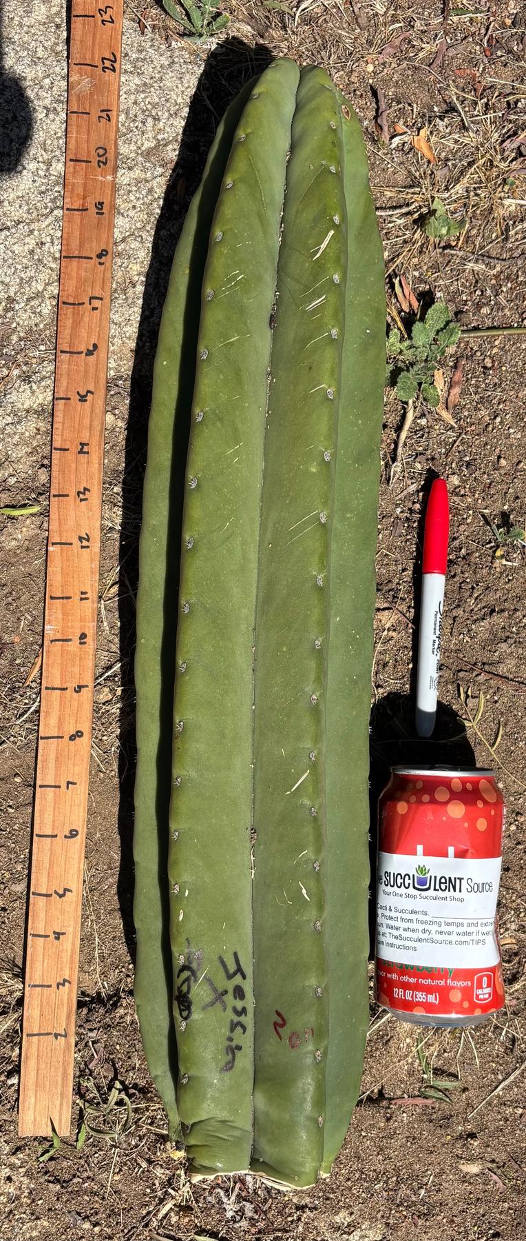 #EC173 EXACT Trichocereus “SCG16” Long Cutting 28”-Cactus - Large - Exact-The Succulent Source