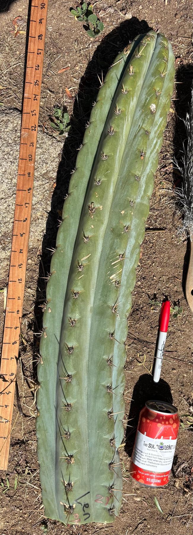 #EC173 EXACT Trichocereus “SCG16” Long Cutting 28”-Cactus - Large - Exact-The Succulent Source