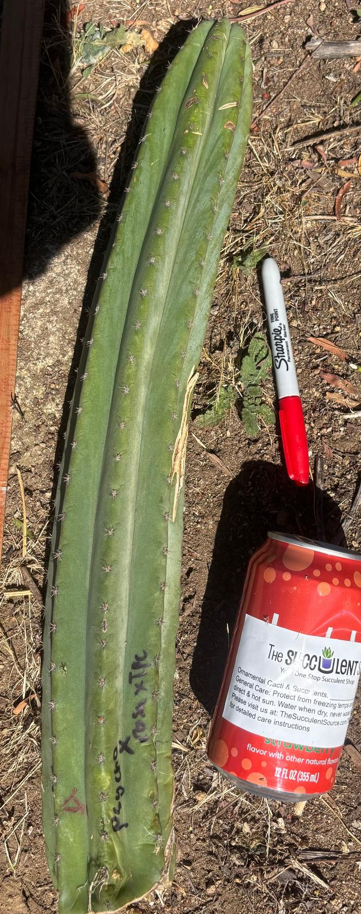 #EC173 EXACT Trichocereus “SCG16” Long Cutting 28”-Cactus - Large - Exact-The Succulent Source