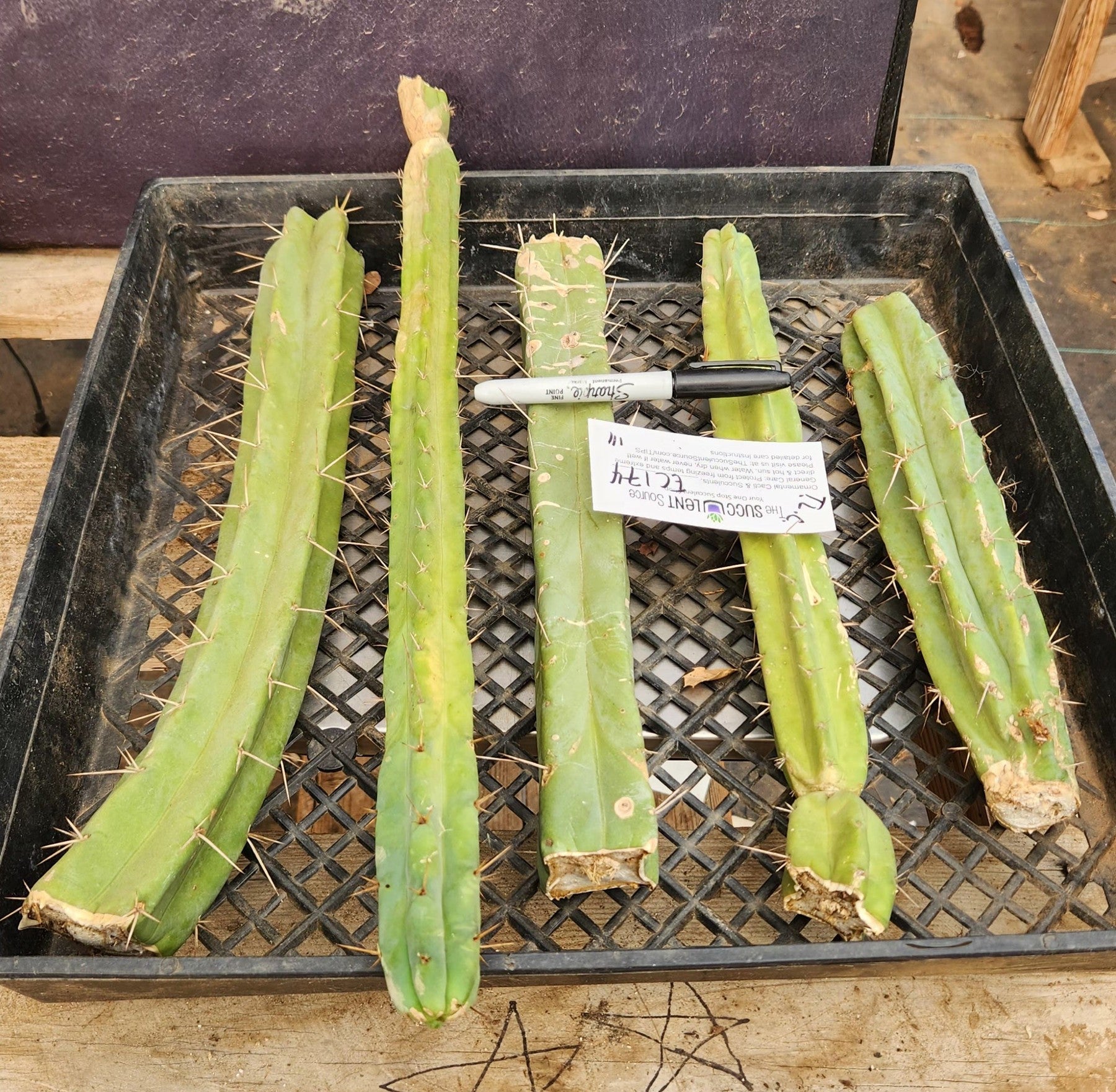 #EC174 EXACT Trichocereus Bridgesii TLC Cactus Cutting Lot-Cactus - Large - Exact-The Succulent Source