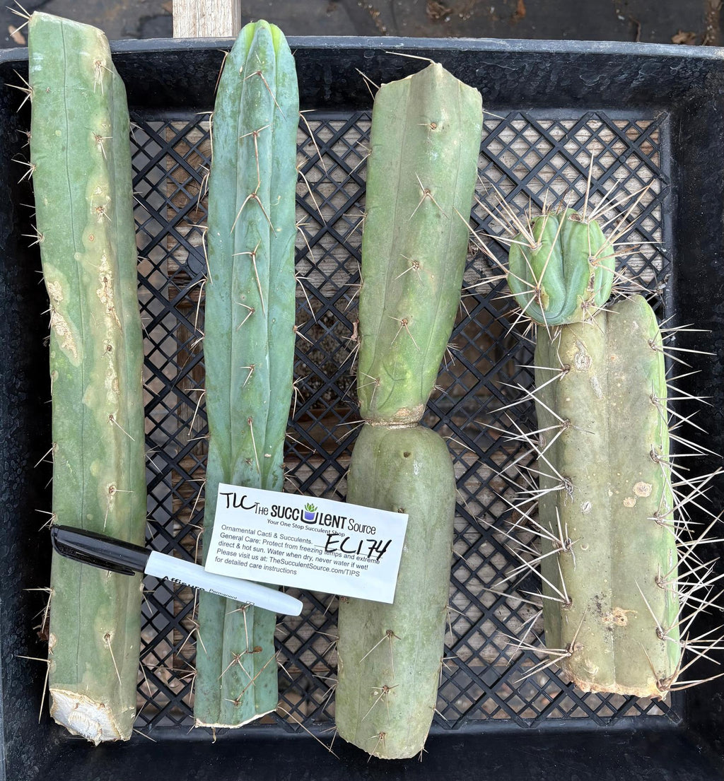 succulent source cuttings #EC174 EXACT Trichocereus Bridgesii TLC Cactus Cutting Lot