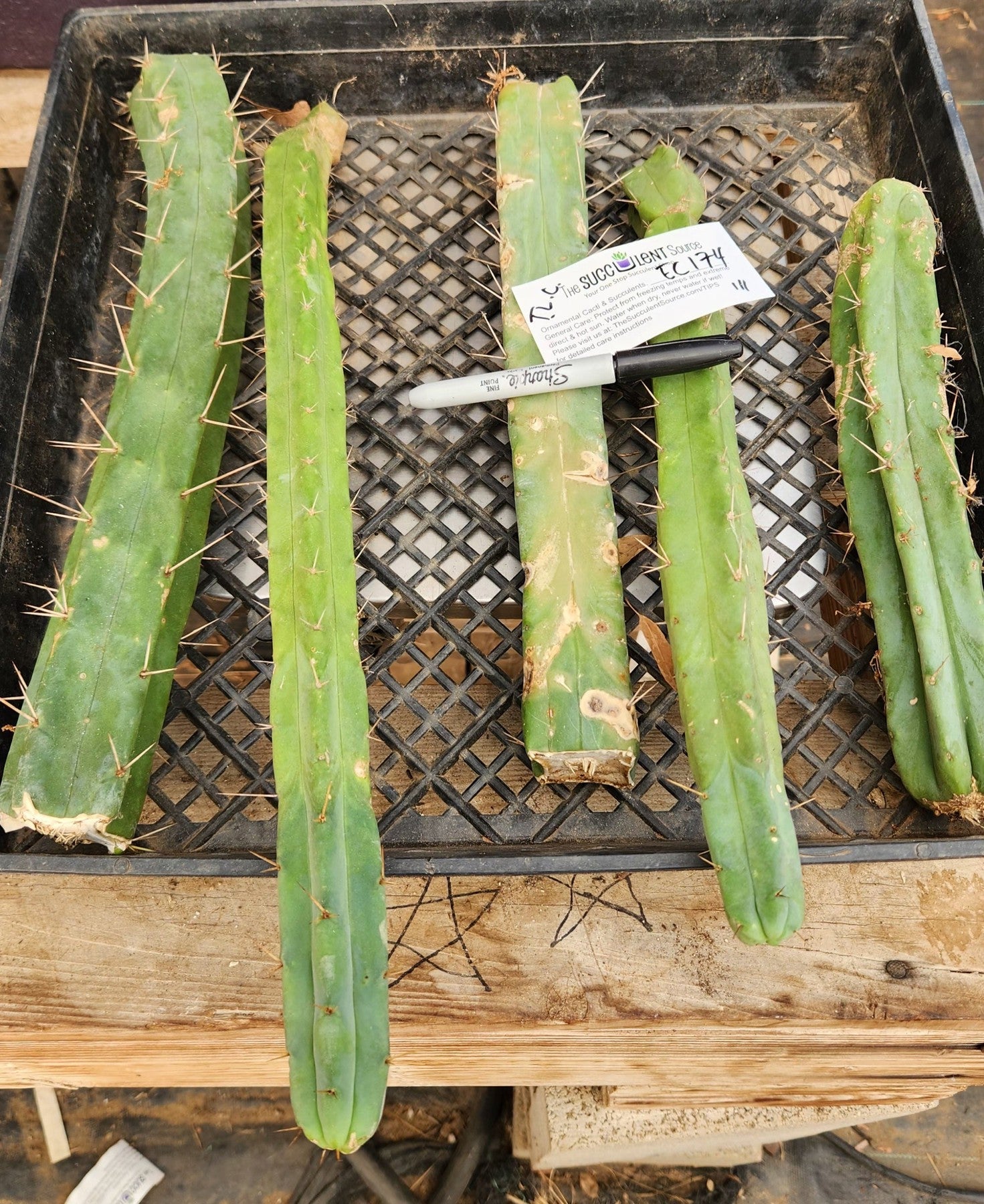 #EC174 EXACT Trichocereus Bridgesii TLC Cactus Cutting Lot-Cactus - Large - Exact-The Succulent Source