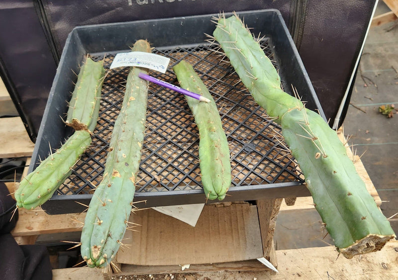 #EC174 EXACT Trichocereus Bridgesii TLC Cactus Cutting Lot