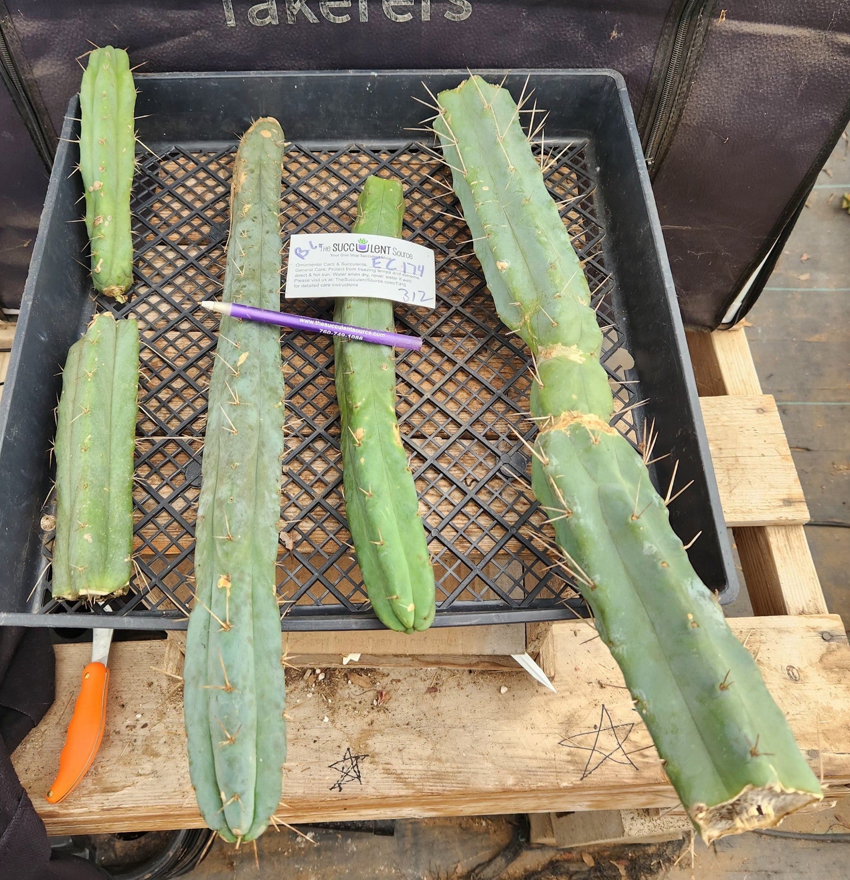 #EC174 EXACT Trichocereus Bridgesii TLC Cactus Cutting Lot-Cactus - Large - Exact-The Succulent Source