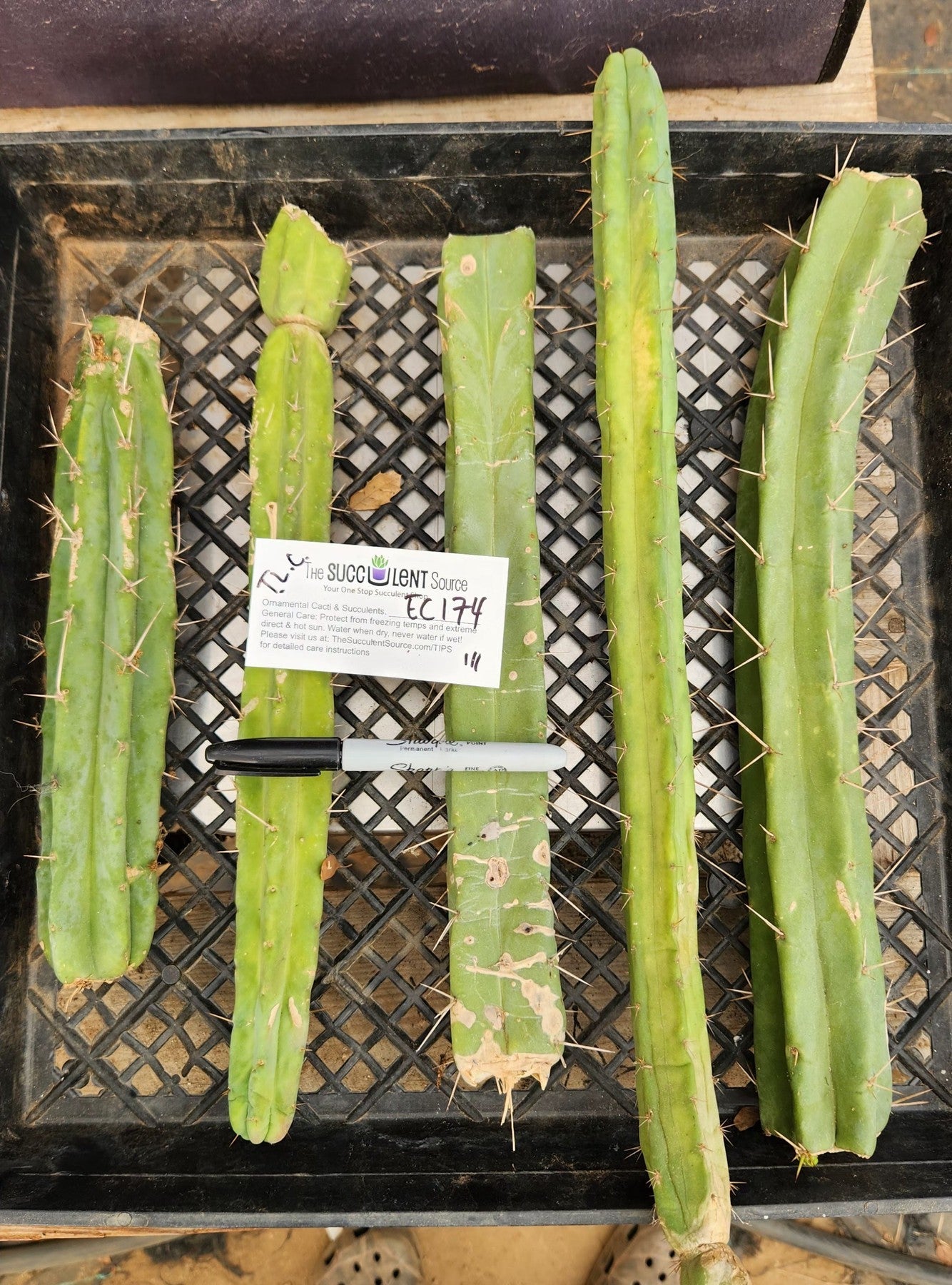 #EC174 EXACT Trichocereus Bridgesii TLC Cactus Cutting Lot-Cactus - Large - Exact-The Succulent Source