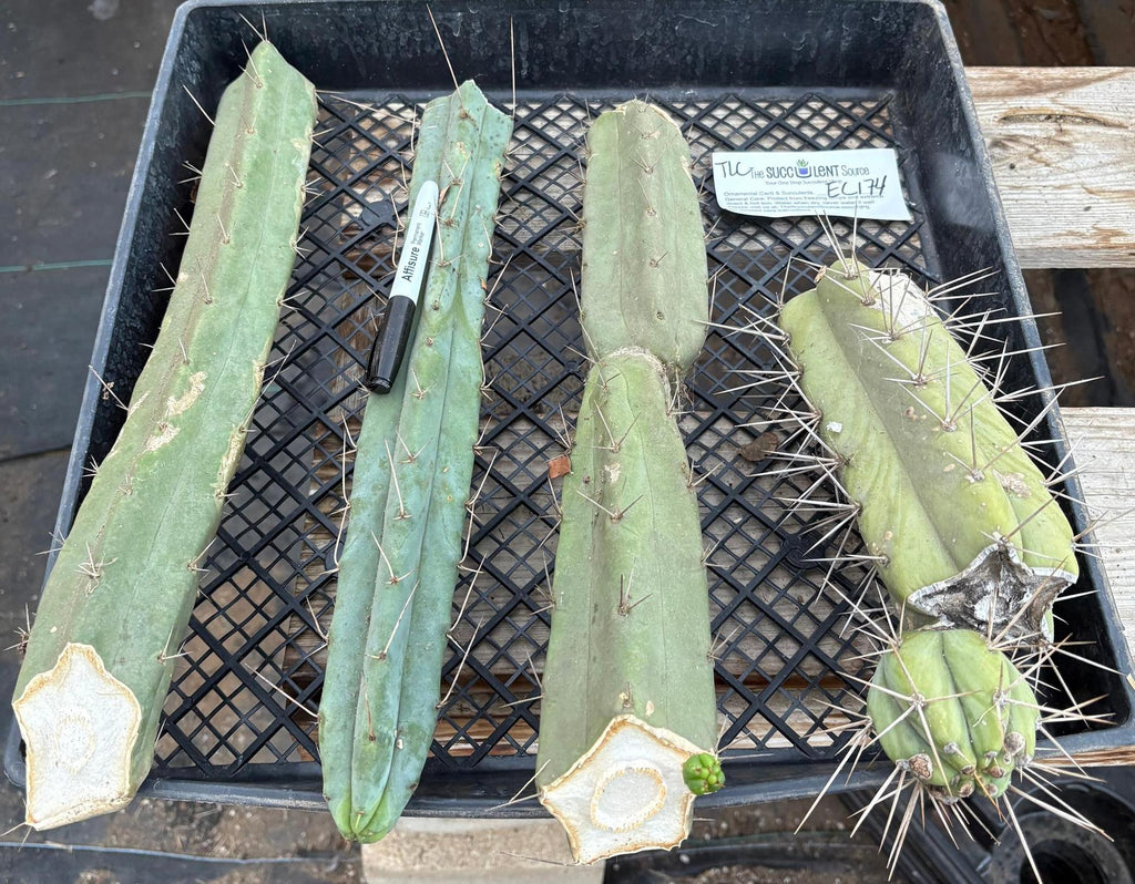 succulent source san pedro #EC174 EXACT Trichocereus Bridgesii TLC Cactus Cutting Lot