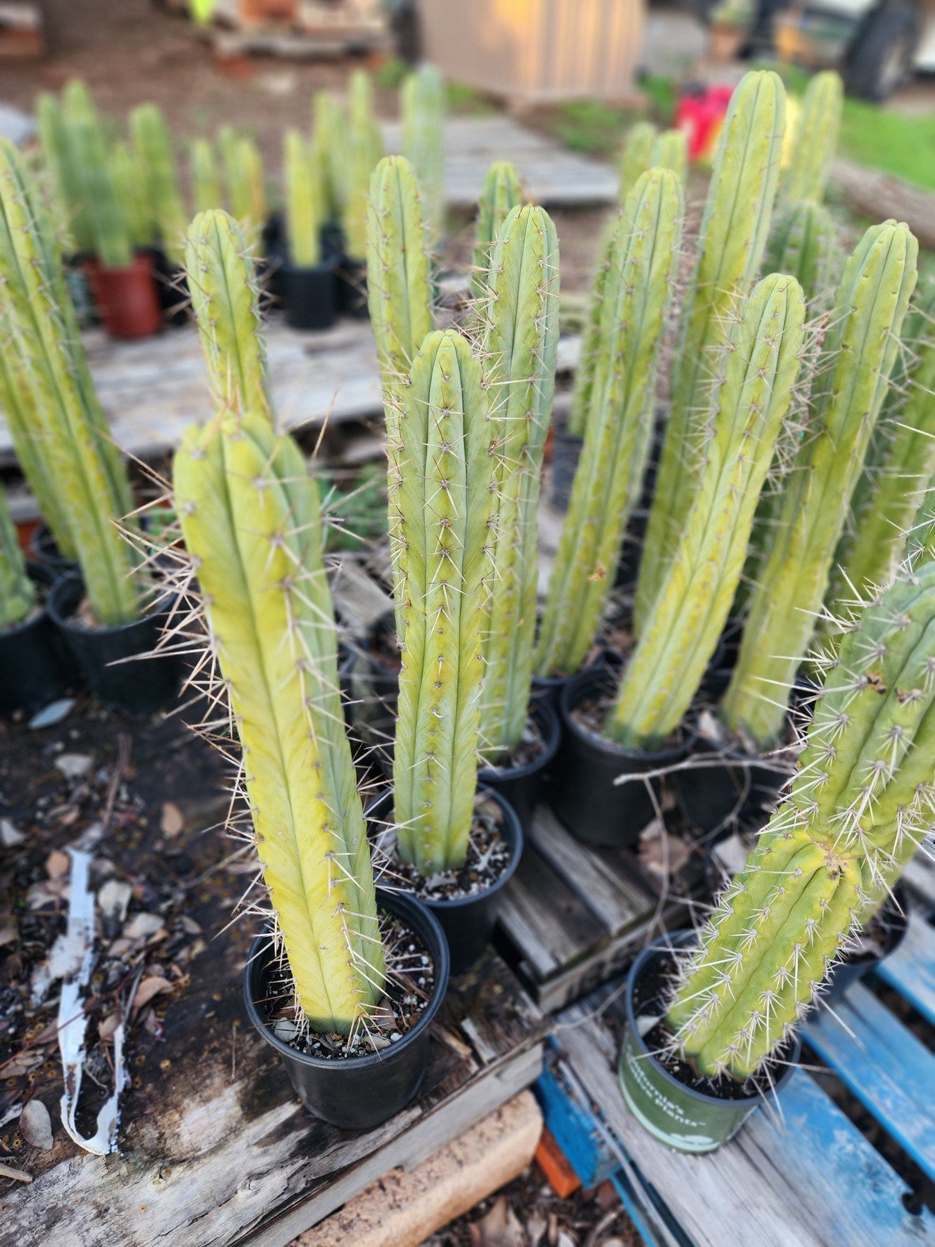 #EC175 EXACT Trichocereus Bridgesii Jiimz Tall Potted Cactus-Cactus - Large - Exact-The Succulent Source