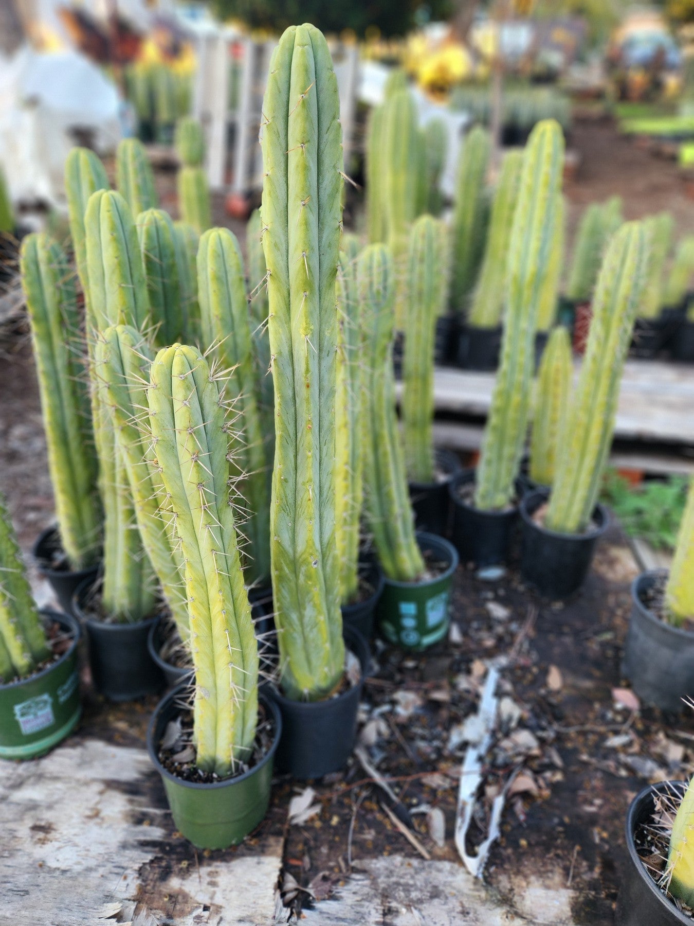 #EC175 EXACT Trichocereus Bridgesii Jiimz Tall Potted Cactus-Cactus - Large - Exact-The Succulent Source